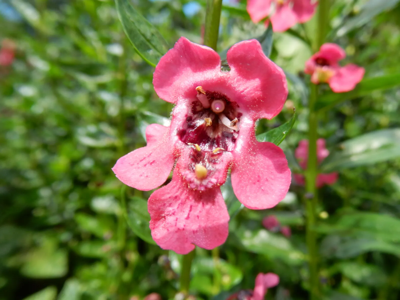 Summer Snapdragon (Angelonia Angustifolia) — Blooms are noted from late spring until the first frost; lavender and pink and purple and white, image 119