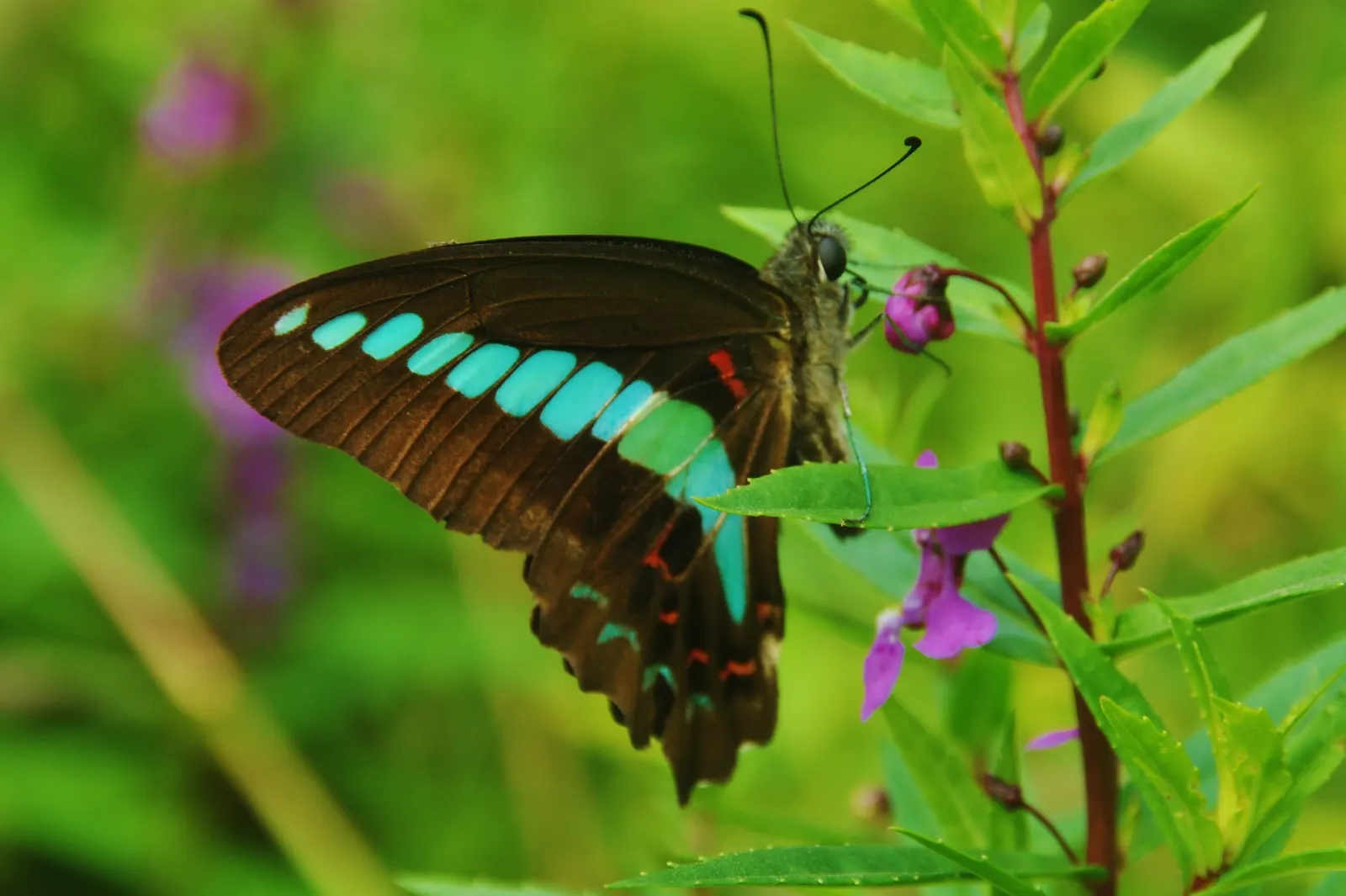 Summer Snapdragon (Angelonia Angustifolia) — annual for full or half; adding life and movement to the garden space