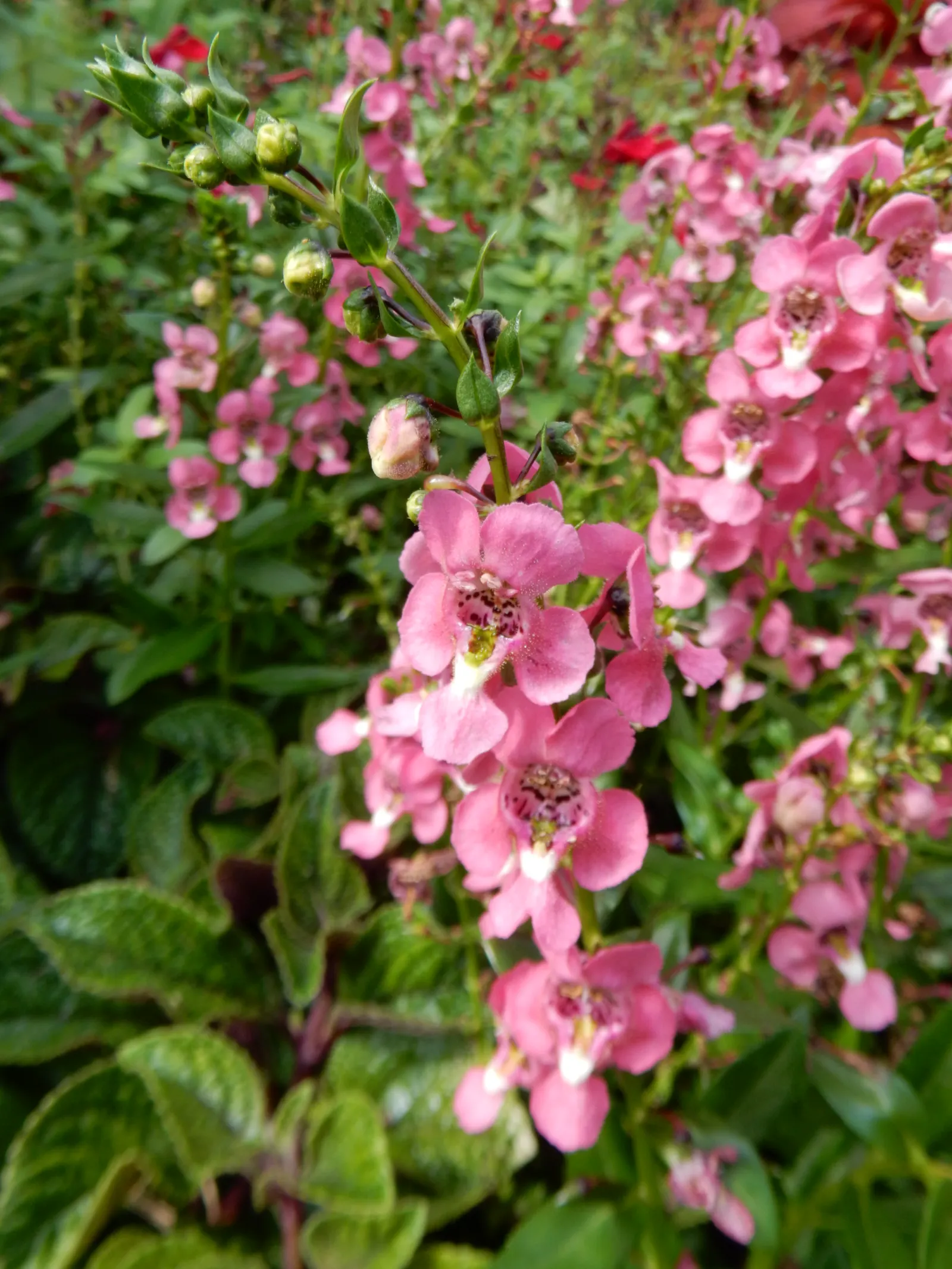Summer Snapdragon (Angelonia Angustifolia) — as Angelonia is self-cleaning; and requires well-drained soil to flourish, image 99