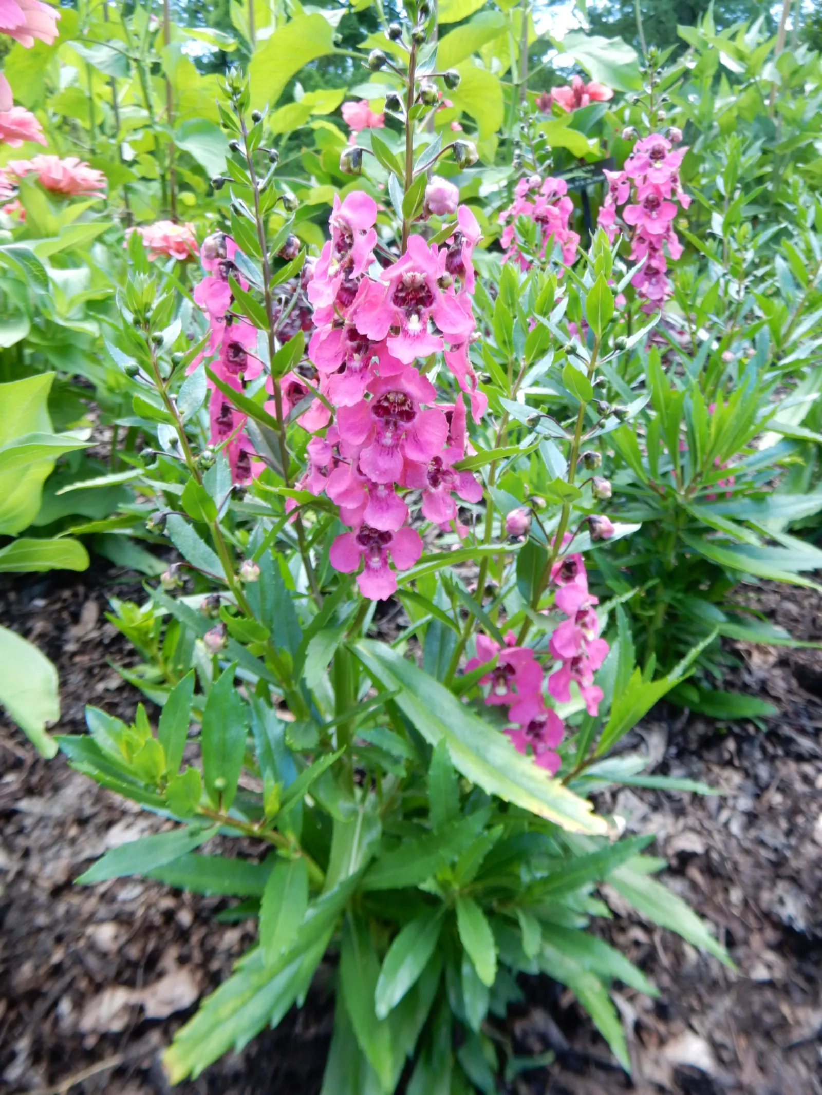 Summer Snapdragon (Angelonia Angustifolia) — annual with lavender and pink and purple and white blooms; offering a long season of visual appeal and a subtle