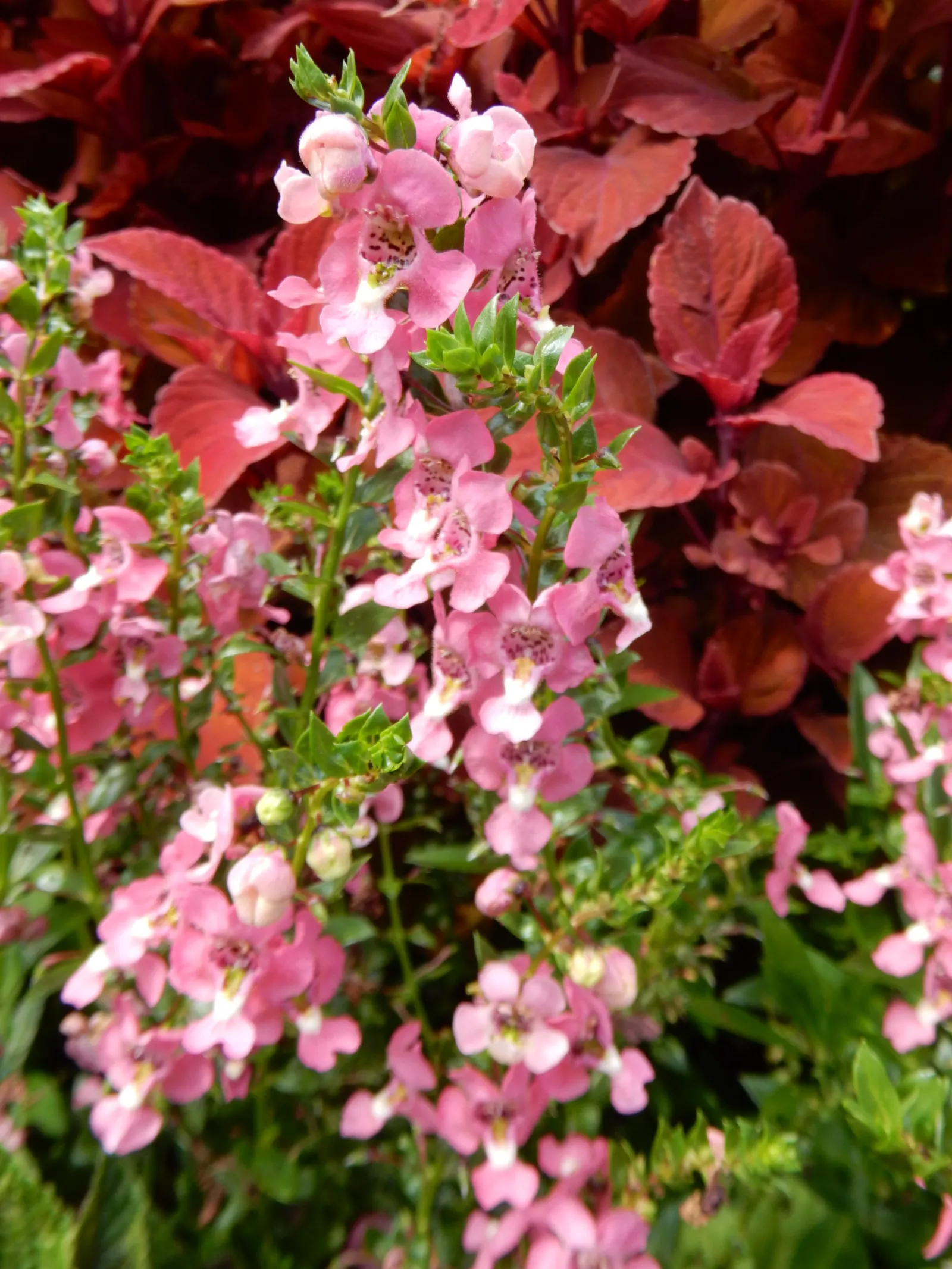 Summer Snapdragon (Angelonia Angustifolia) — adding life and movement to the garden space; is a resilient perennial admired for its vibrant spikes of