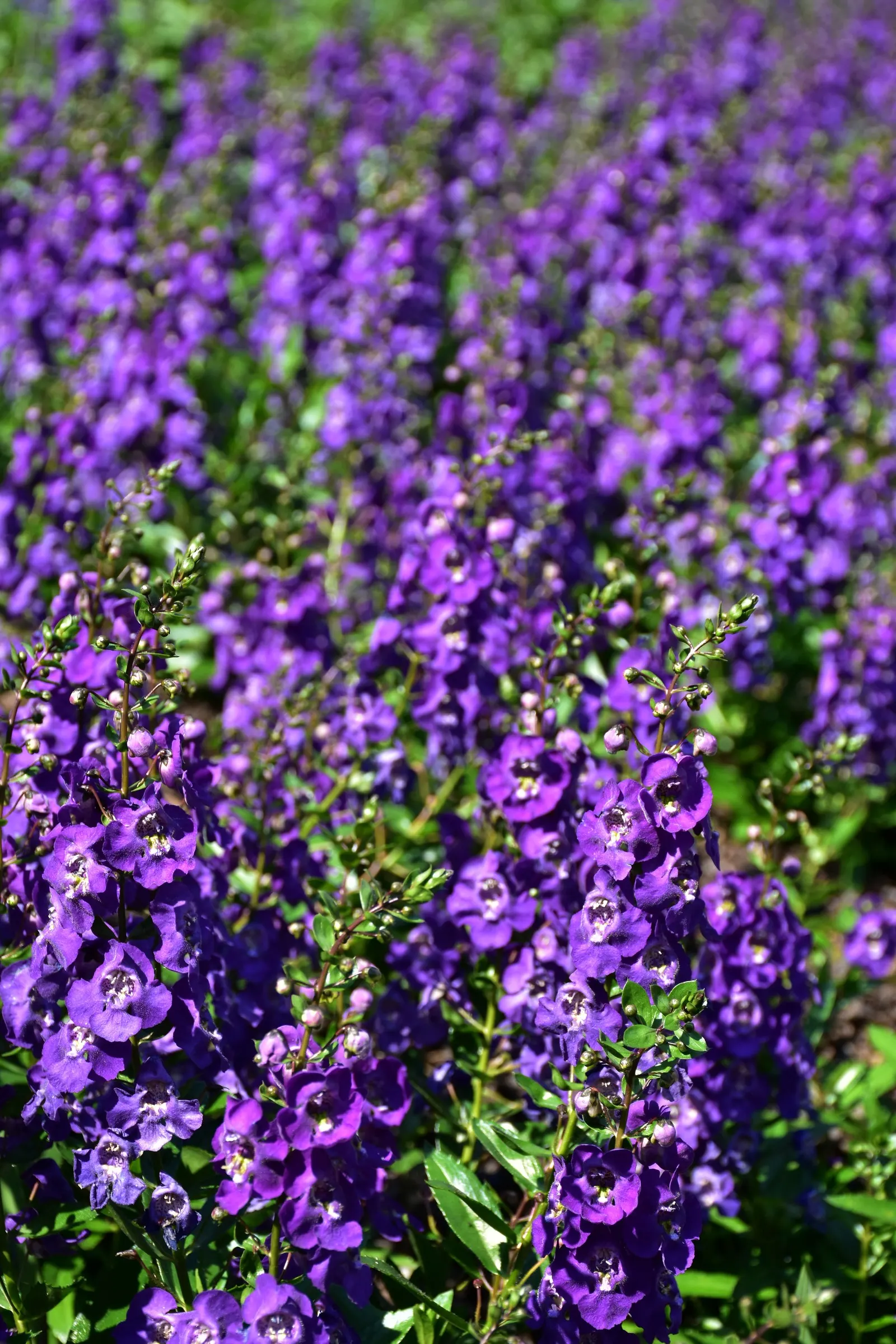 Summer Snapdragon (Angelonia Angustifolia) — adding a burst of color with minimal effort; tolerating high heat and humidity with grace, image 84