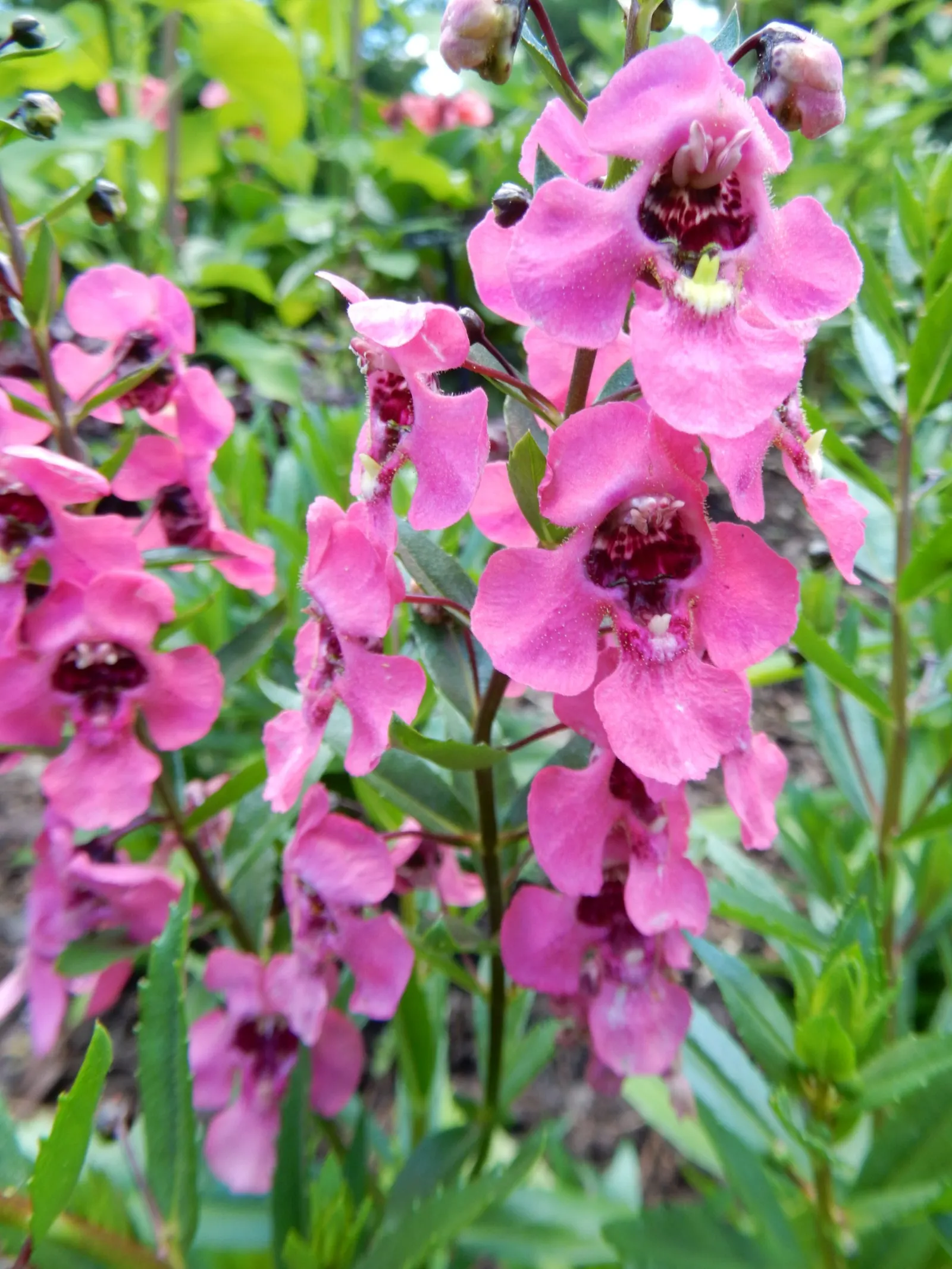 Summer Snapdragon (Angelonia Angustifolia) — is a delightful perennial appreciated for its continuous blooming and snapdragon-like flowers, image 61