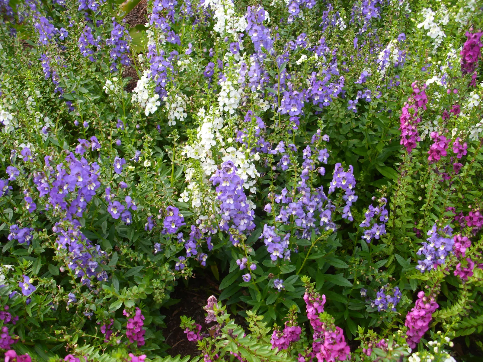 Summer Snapdragon (Angelonia Angustifolia) — is a resilient perennial admired for its vibrant spikes of snapdragon-like flowers; it often reaches a, image 80