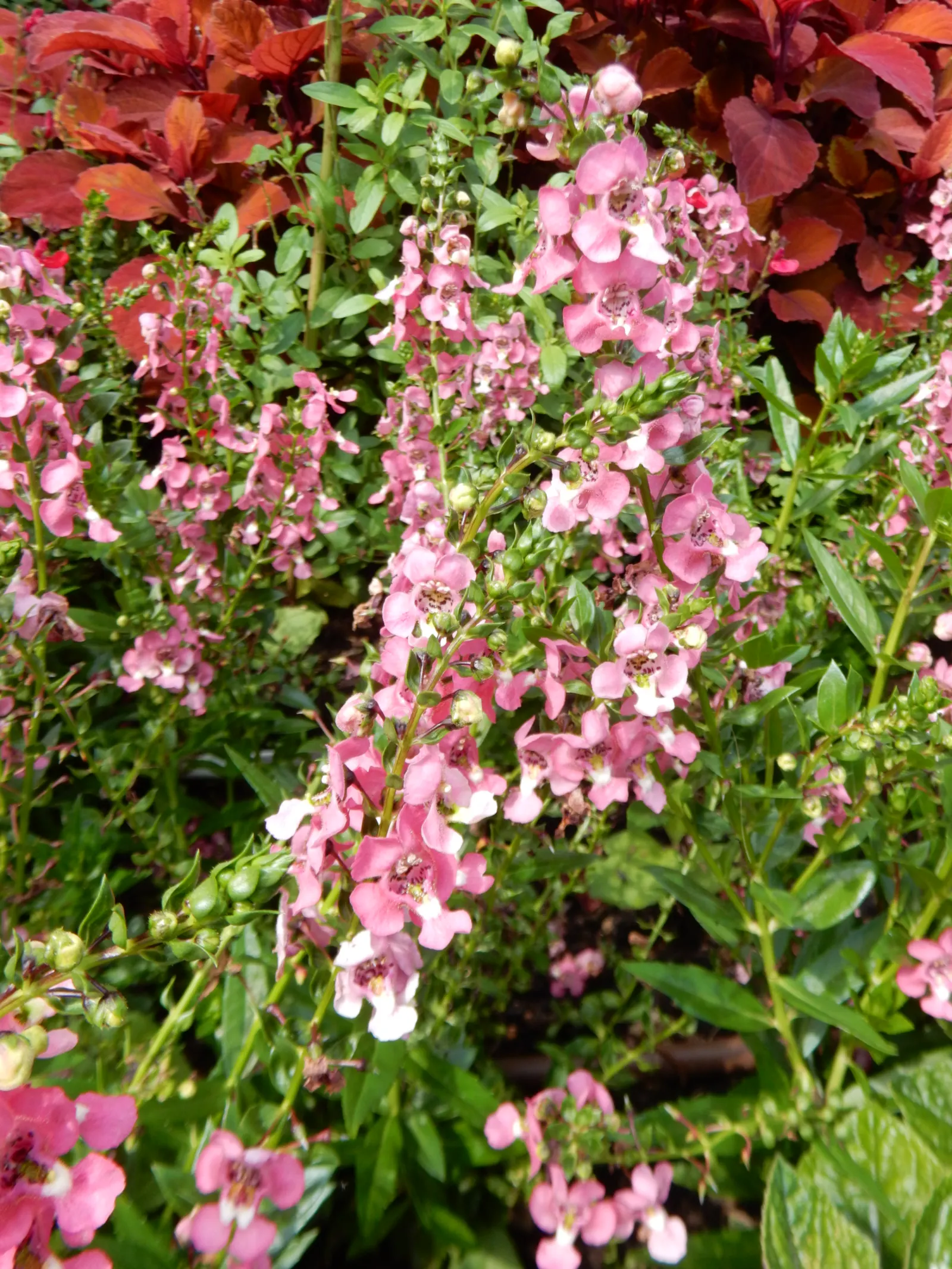 Summer Snapdragon (Angelonia Angustifolia) — it often reaches a height of 12 to 18 inches and can spread approximately 12 inches wide; which, image 115