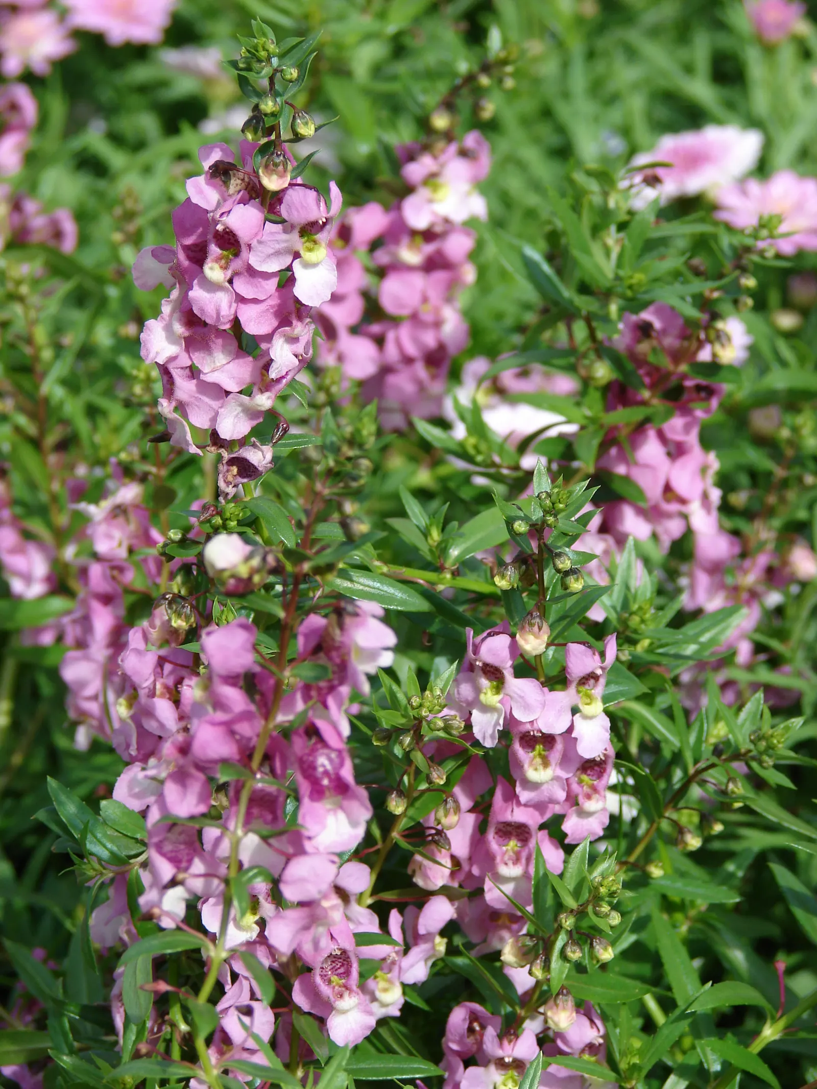 Summer Snapdragon (Angelonia Angustifolia) — tolerating high heat and humidity with grace; valued for its upright flowering habit, image 117