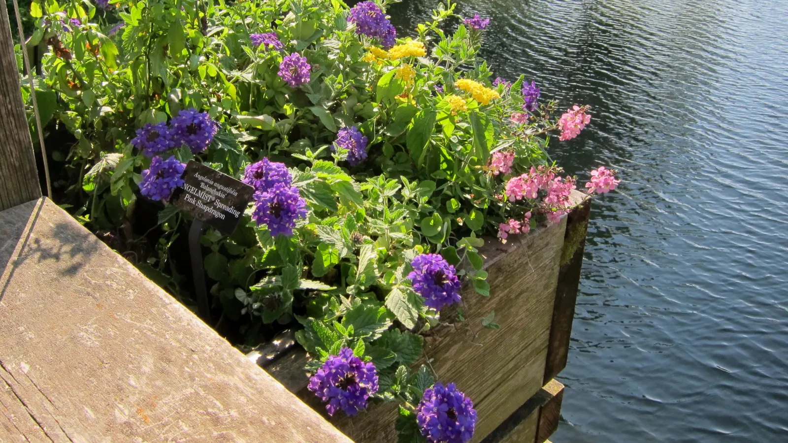 Summer Snapdragon (Angelonia Angustifolia) — Ideal for borders or containers, it requires well-drained soil to prosper; deadheading is not necessary, image 59