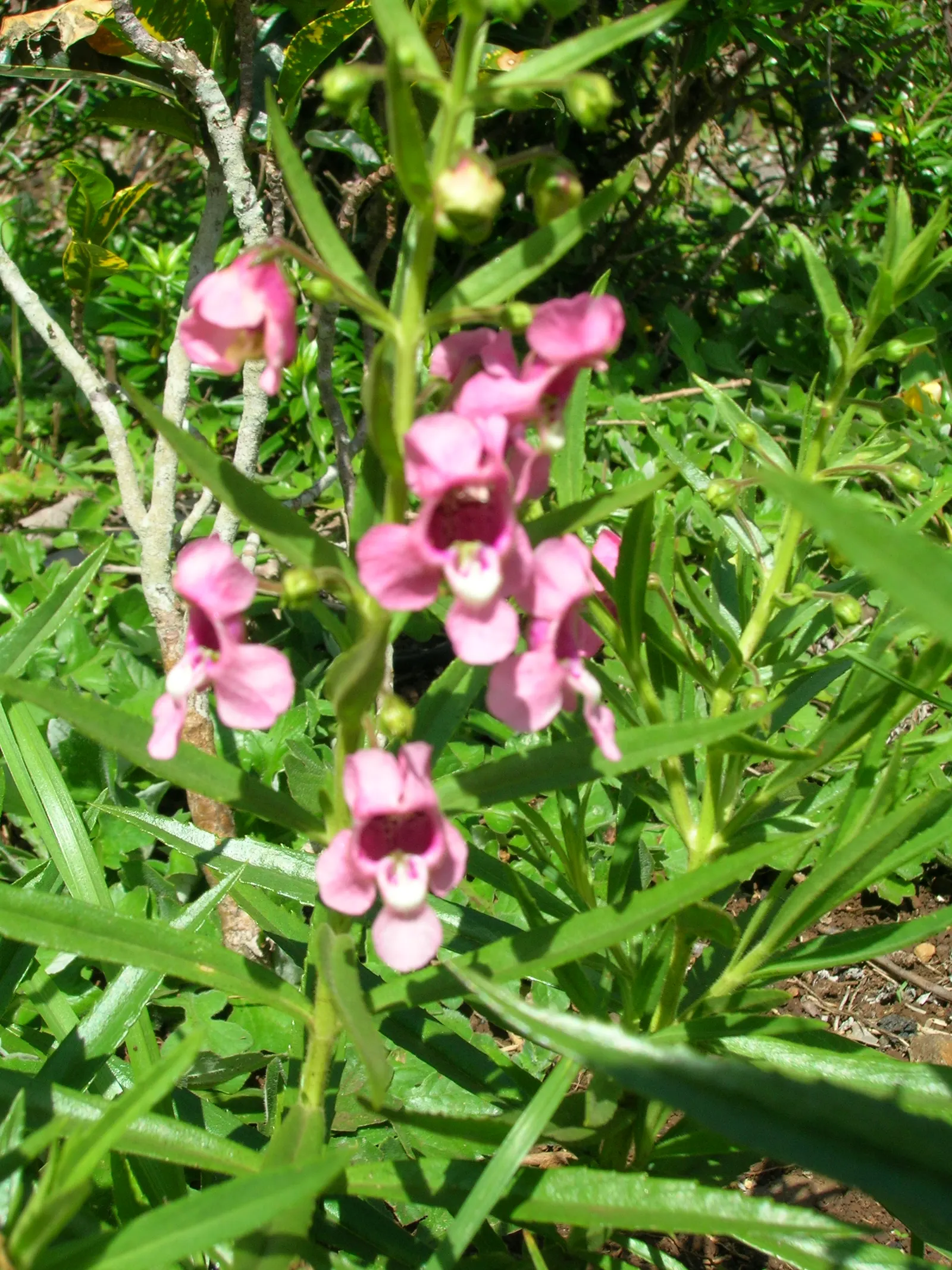 Summer Snapdragon (Angelonia Angustifolia) — these plants are low maintenance; requiring minimal care once established, image 96