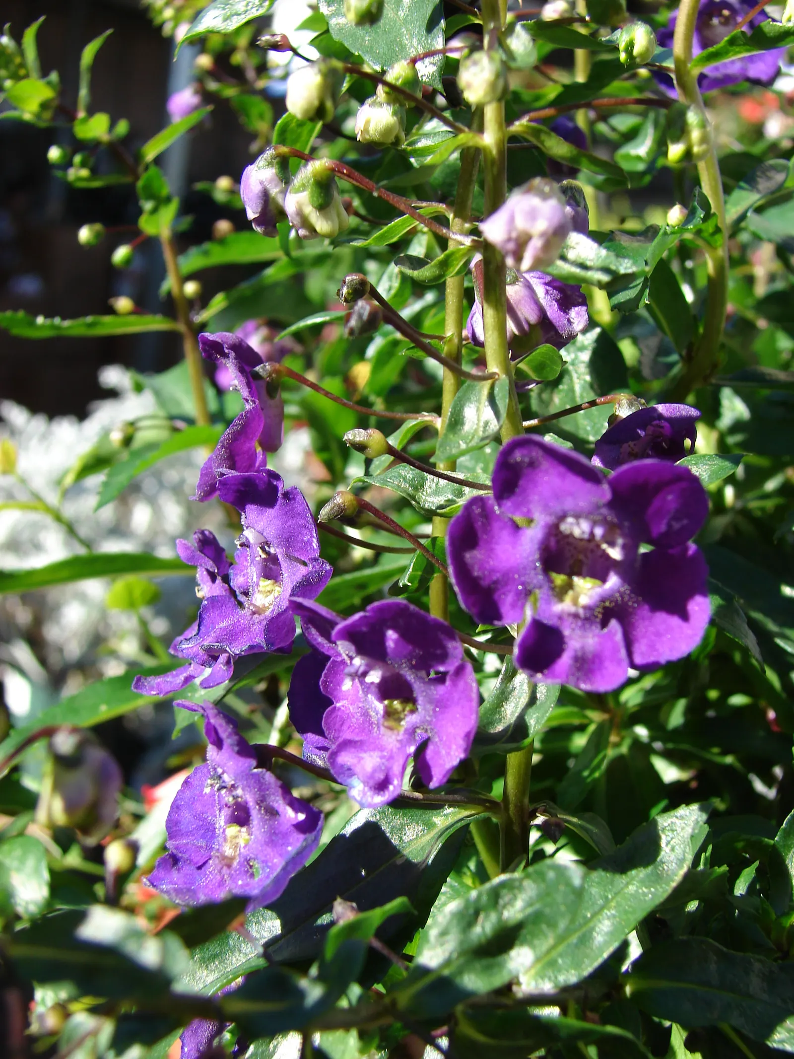 Summer Snapdragon (Angelonia Angustifolia) — pleasing fragrance.<br><br>For landscape design purposes
