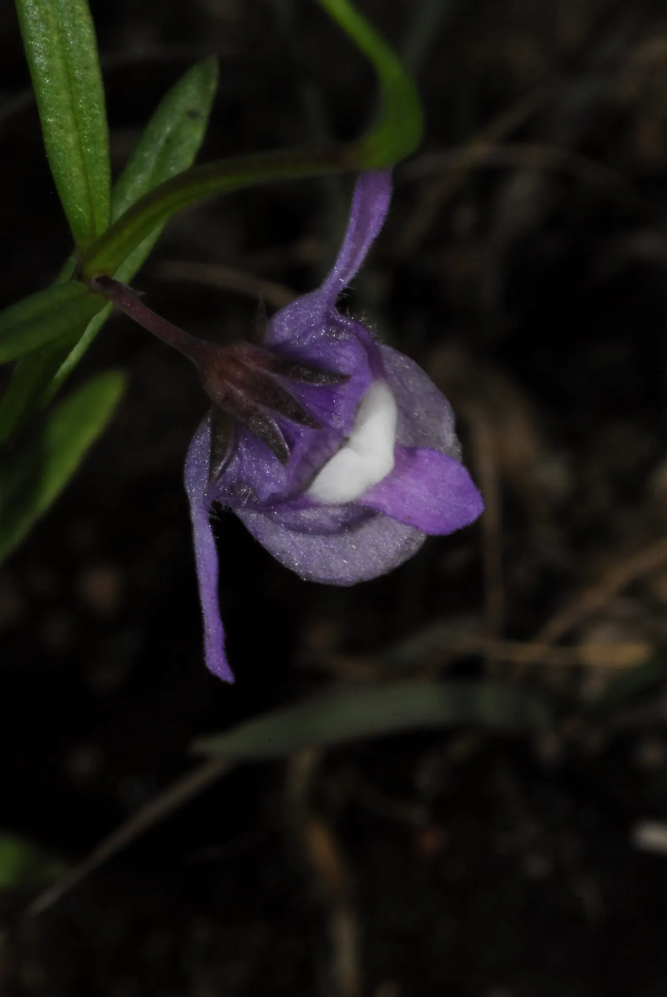 Summer Snapdragon (Angelonia Angustifolia) — requiring minimal care once established
