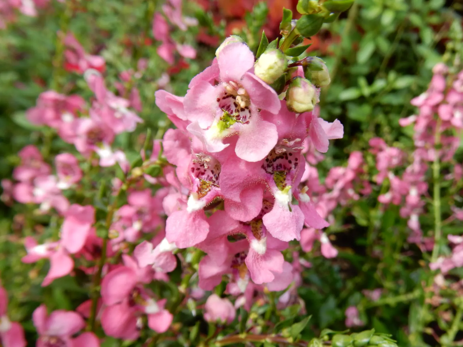 Summer Snapdragon (Angelonia Angustifolia) — Deadheading is not necessary; ideal for borders or containers, it requires well-drained soil to prosper, image 98