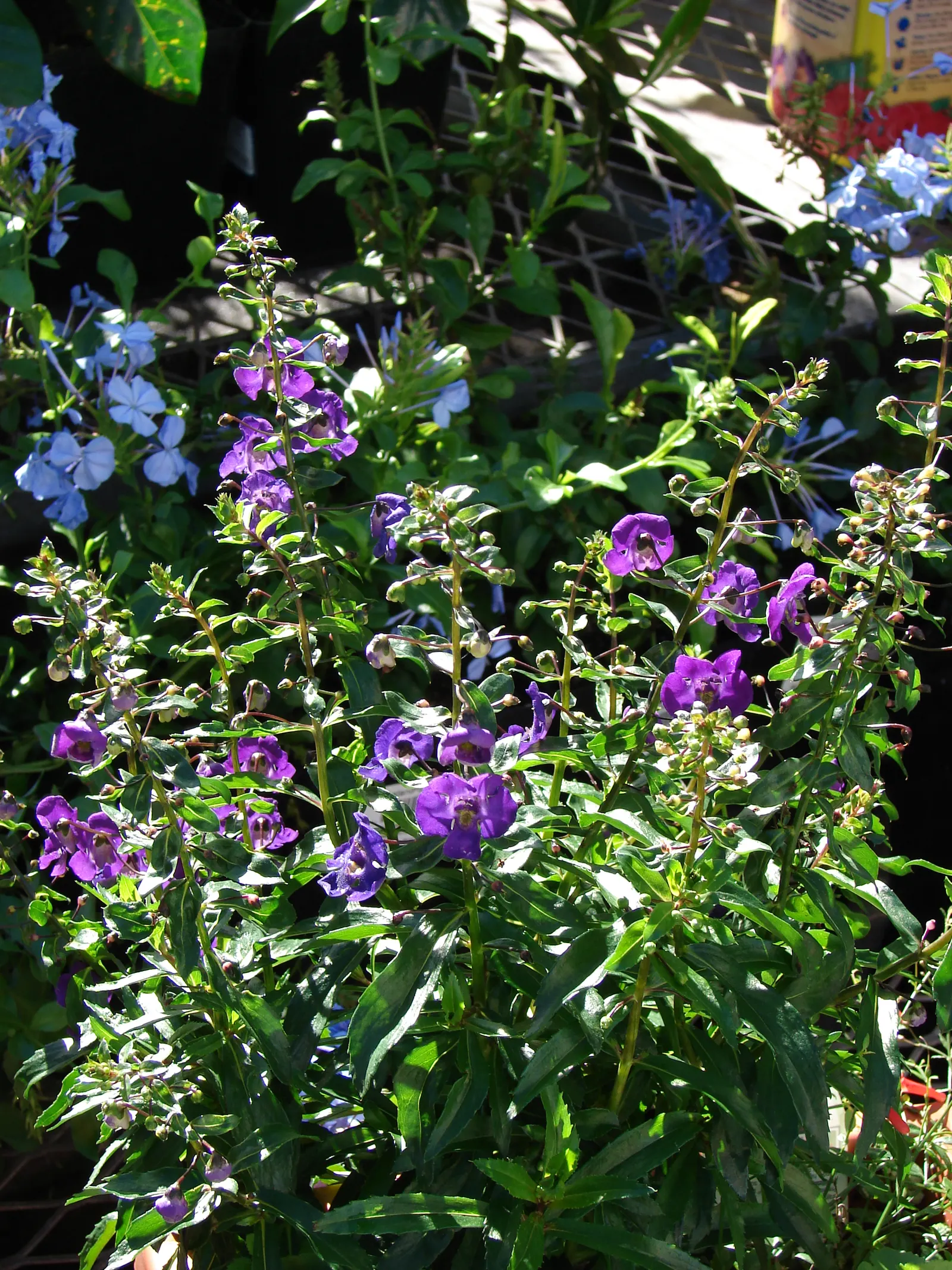 Summer Snapdragon (Angelonia Angustifolia) — pleasing fragrance.<br><br>For landscape design purposes; it boasts a robust nature, image 121