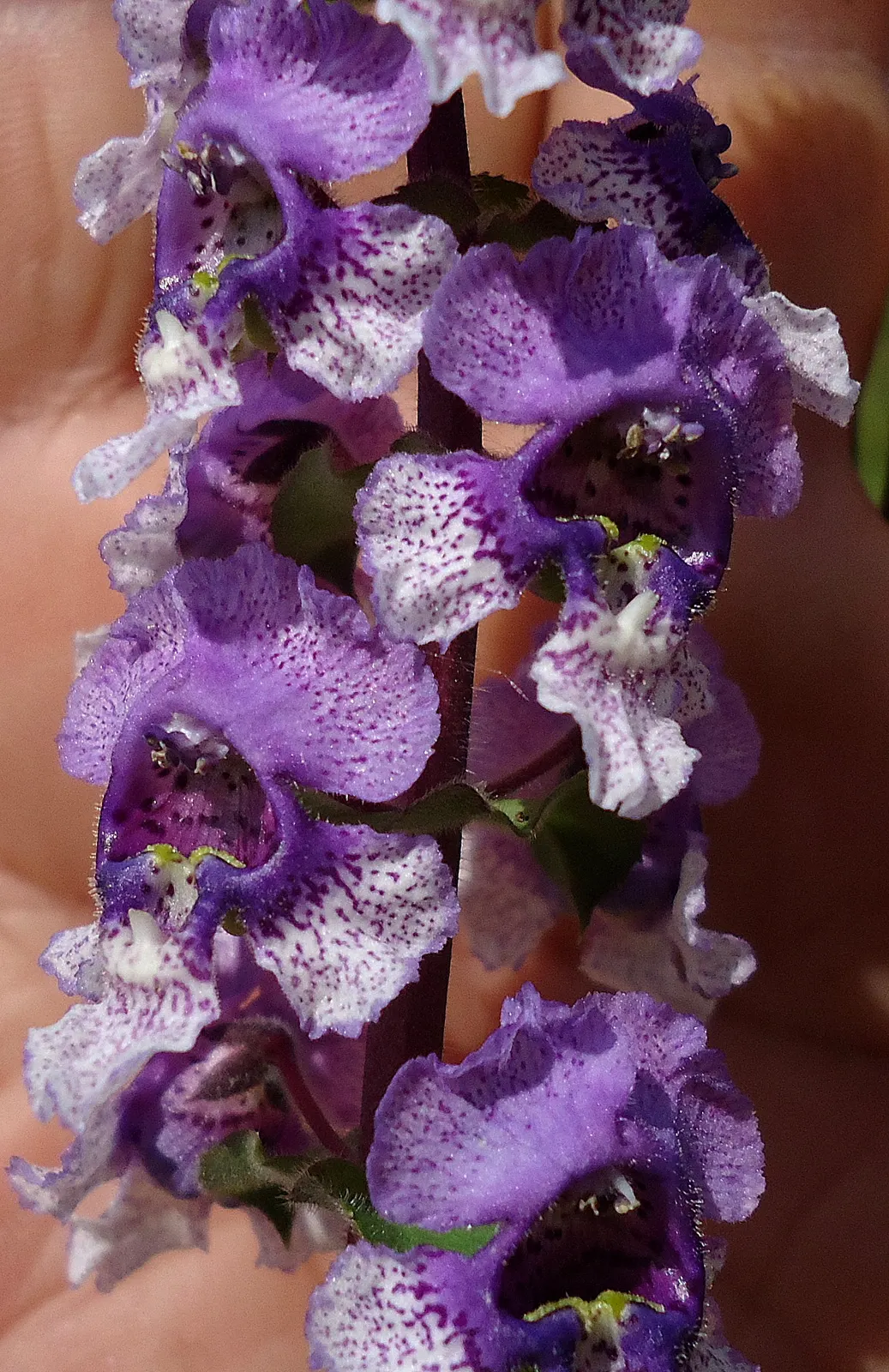Summer Snapdragon (Angelonia Angustifolia) — Valued for its upright flowering habit; blooms are noted from late spring until the first frost, image 114