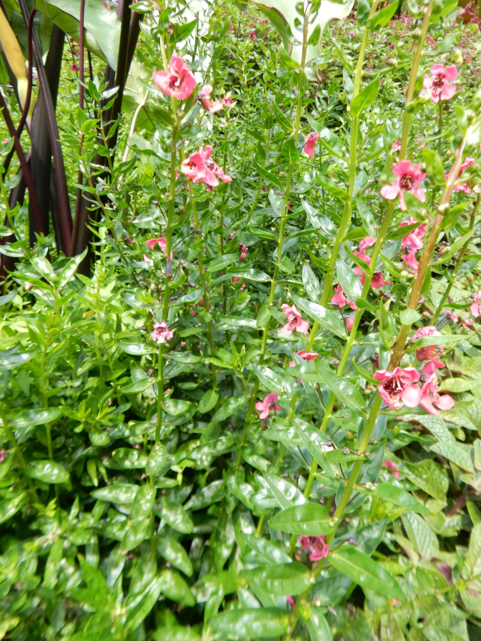 Summer Snapdragon (Angelonia Angustifolia) — which contributes to its tidy appearance throughout the season; as Angelonia is self-cleaning