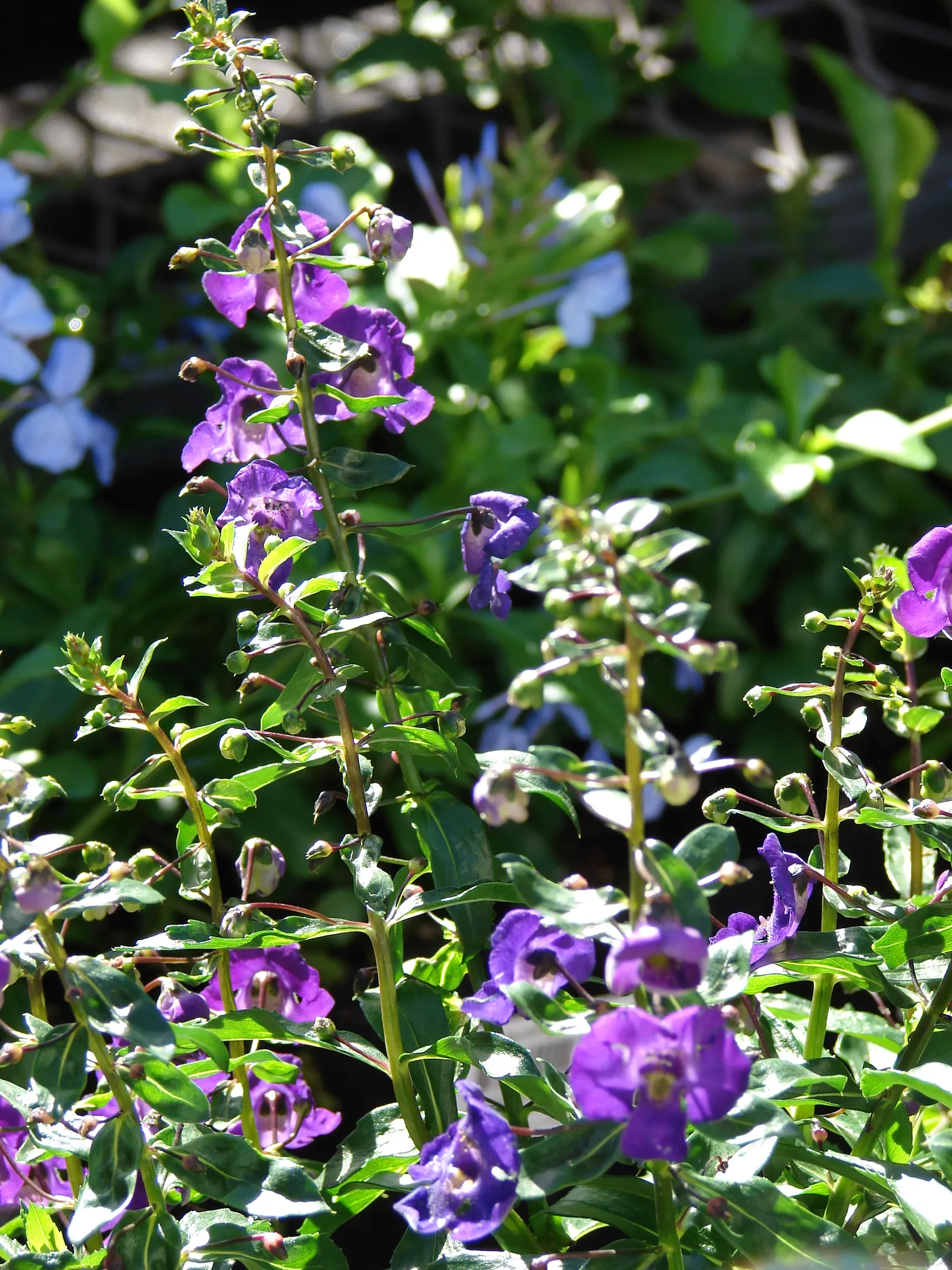Summer Snapdragon (Angelonia Angustifolia) — It boasts a robust nature; flourishing in full sun, it thrives in U.S, image 116