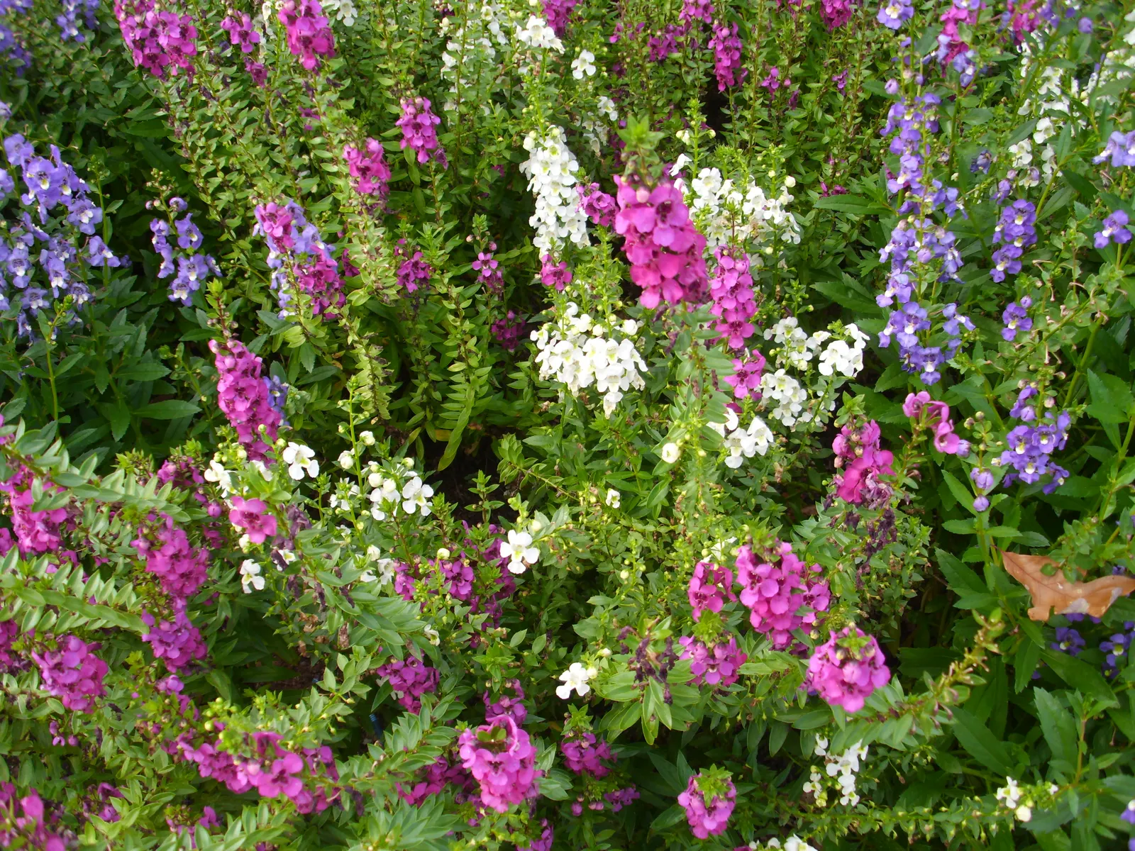 Summer Snapdragon (Angelonia Angustifolia) — annual for full or half; adding life and movement to the garden space, image 78