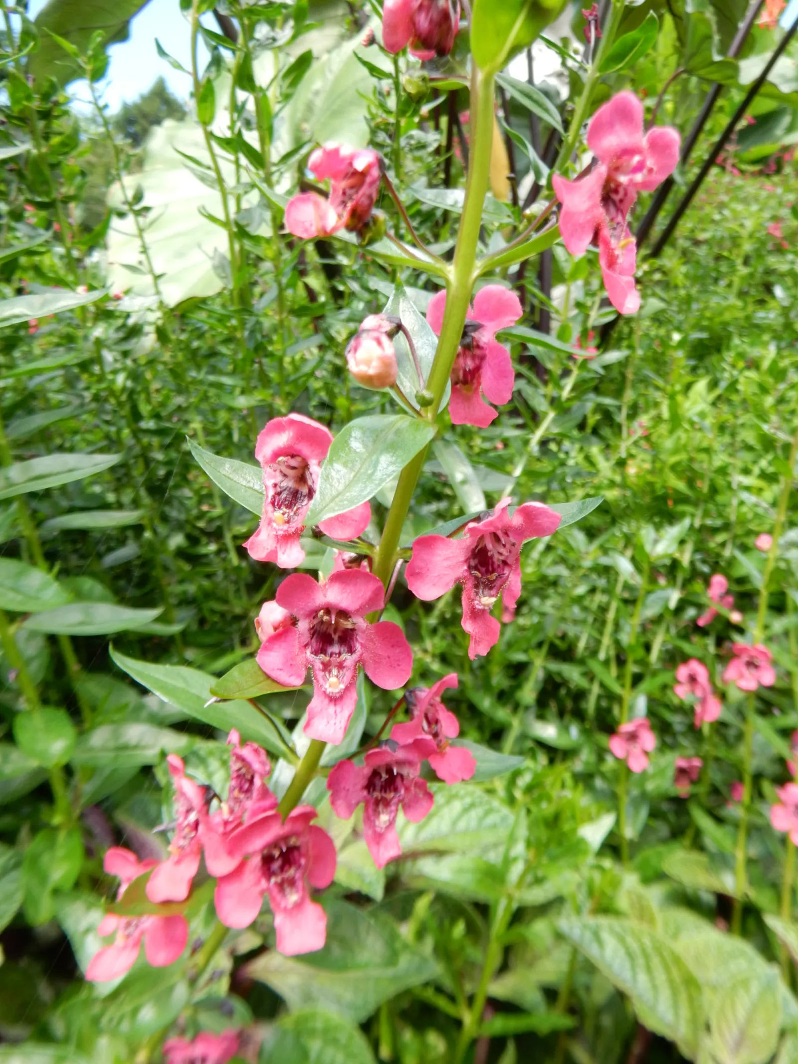 Summer Snapdragon (Angelonia Angustifolia) — Ideal for borders or containers, it requires well-drained soil to prosper; deadheading is not necessary, image 111