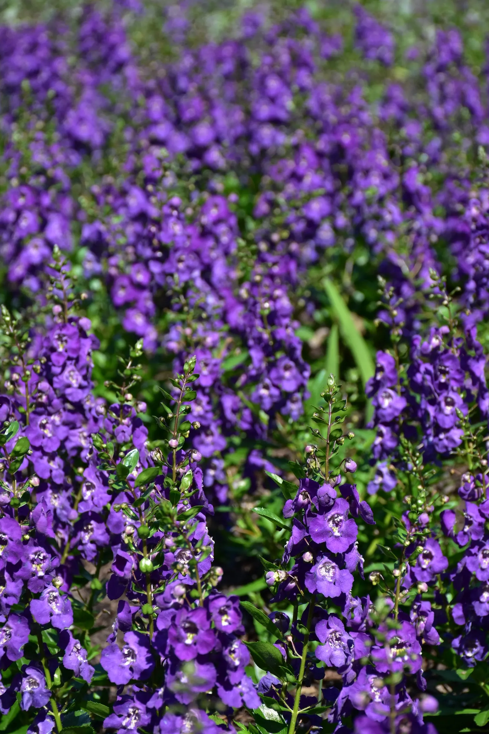 Summer Snapdragon (Angelonia Angustifolia) — Ideal for borders or containers, it requires well-drained soil to prosper; deadheading is not necessary, image 85