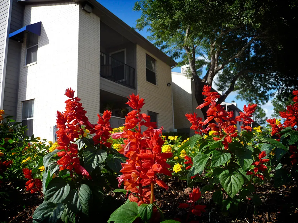 Summer Snapdragon (Angelonia Angustifolia) — requiring minimal care once established; annual for full or half, image 71