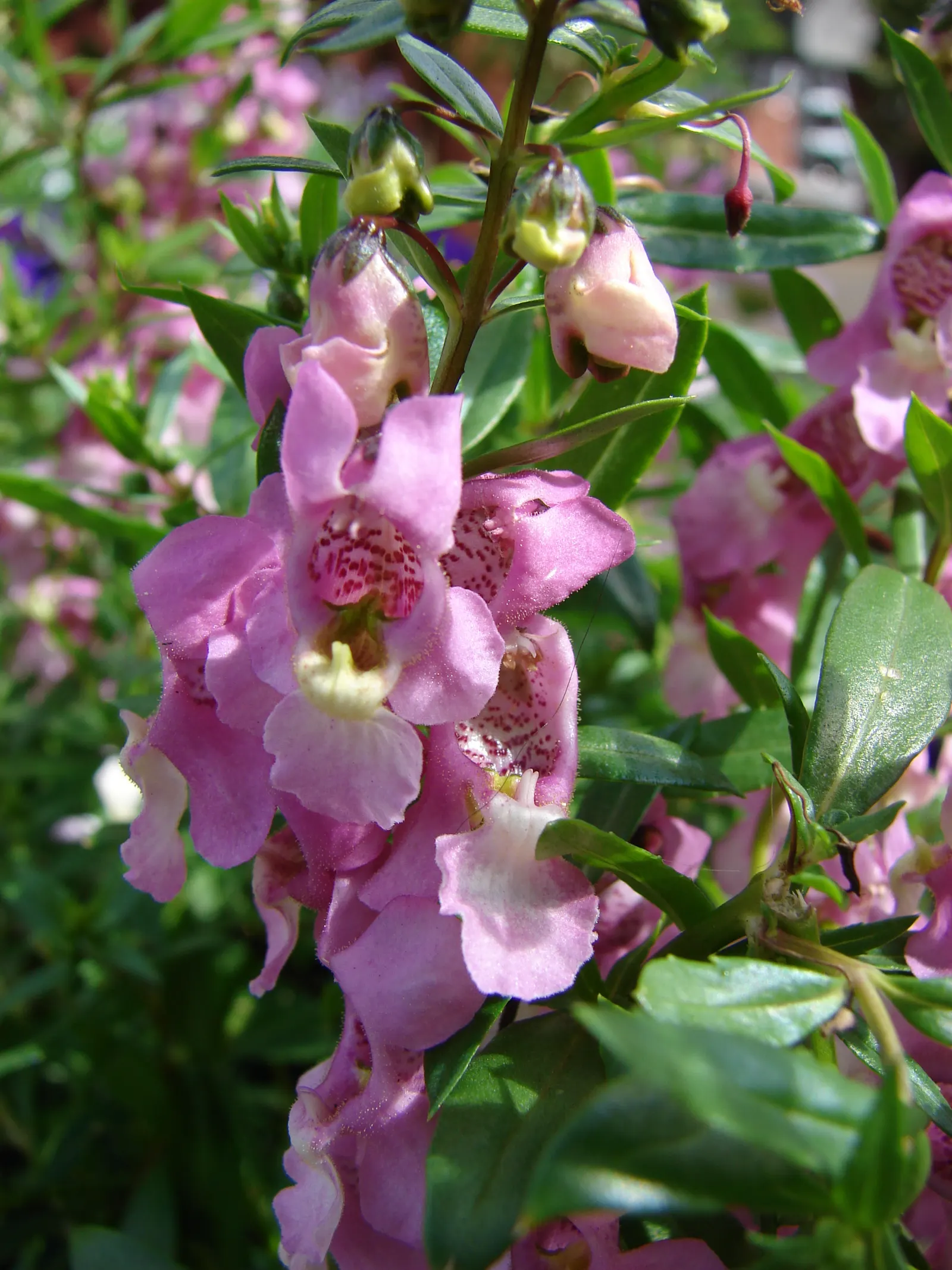 Summer Snapdragon (Angelonia Angustifolia) — commonly referred to as Summer Snapdragon; commonly known as Summer Snapdragon, image 60