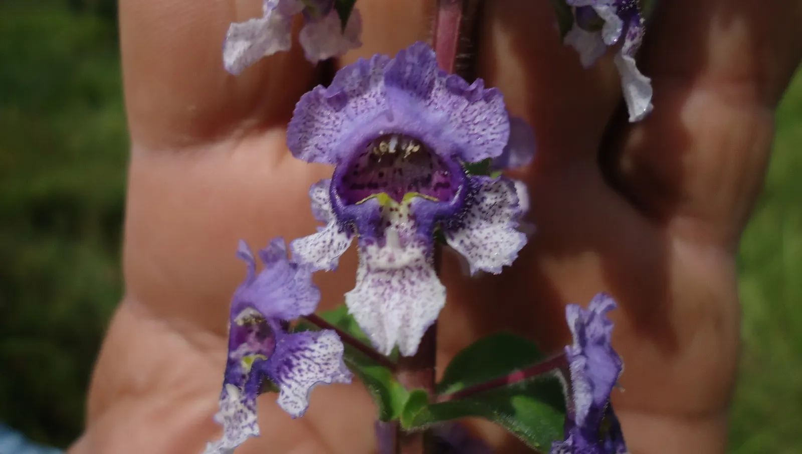 Summer Snapdragon (Angelonia Angustifolia) — as Angelonia is self-cleaning; and requires well-drained soil to flourish