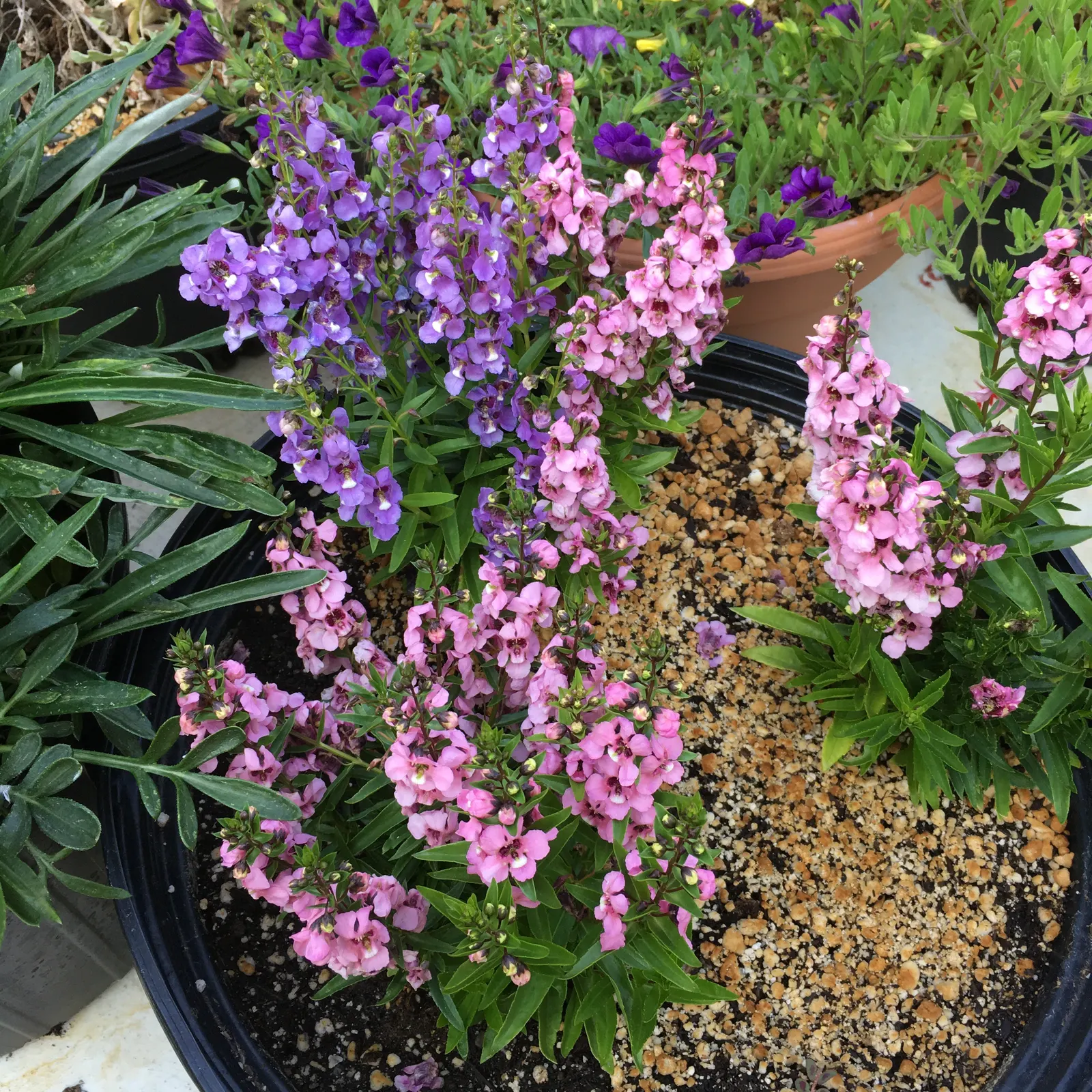 Summer Snapdragon (Angelonia Angustifolia) — Valued for its upright flowering habit