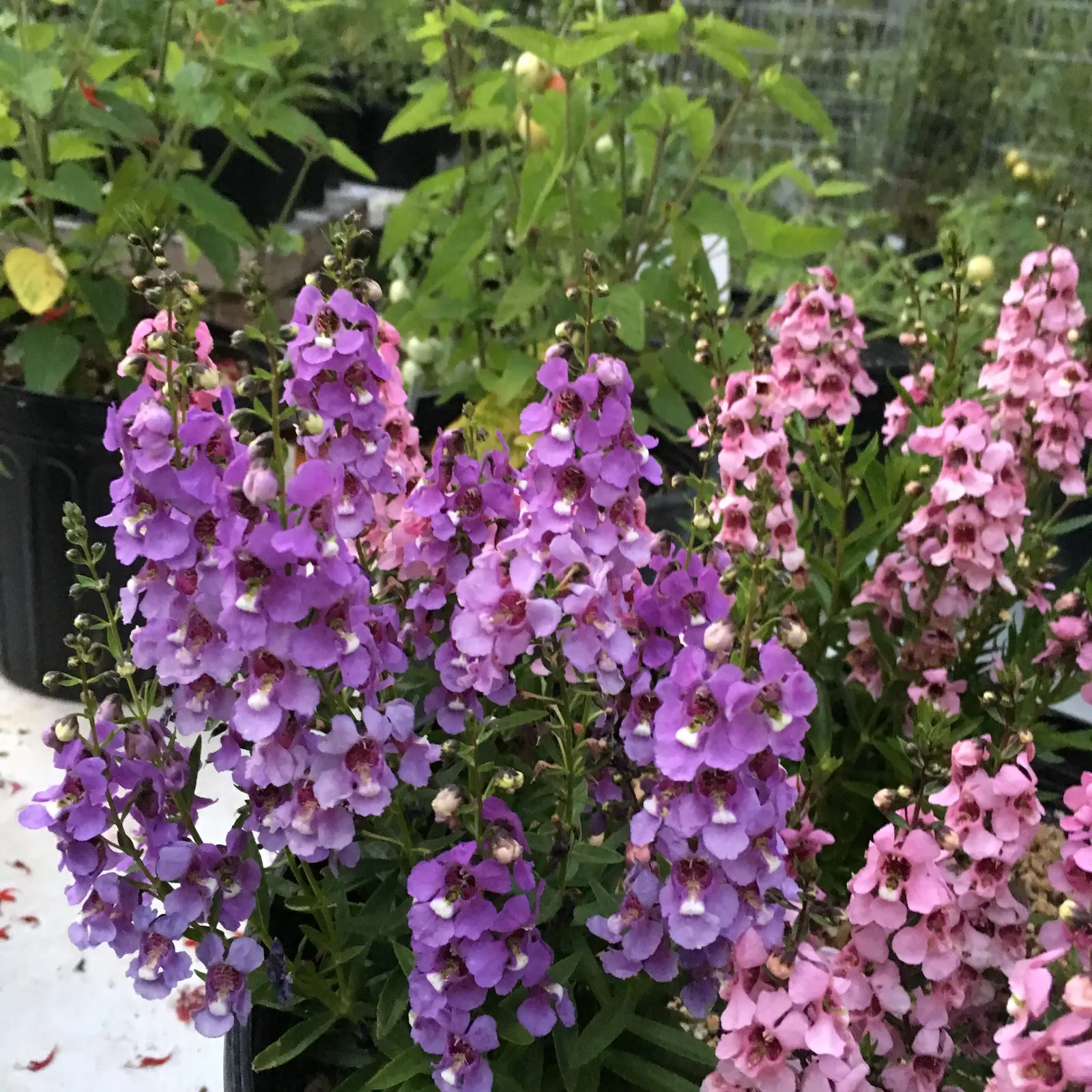 Summer Snapdragon (Angelonia Angustifolia) — This low-maintenance plant boasts a continuous bloom from late spring to early autumn; adding a burst of color