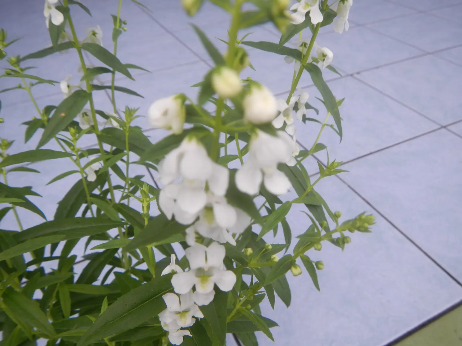Summer Snapdragon (Angelonia Angustifolia) — zones 9-11, reaching 12-18 inches in height and spreading 12 inches wide; annual with lavender and pink and purple