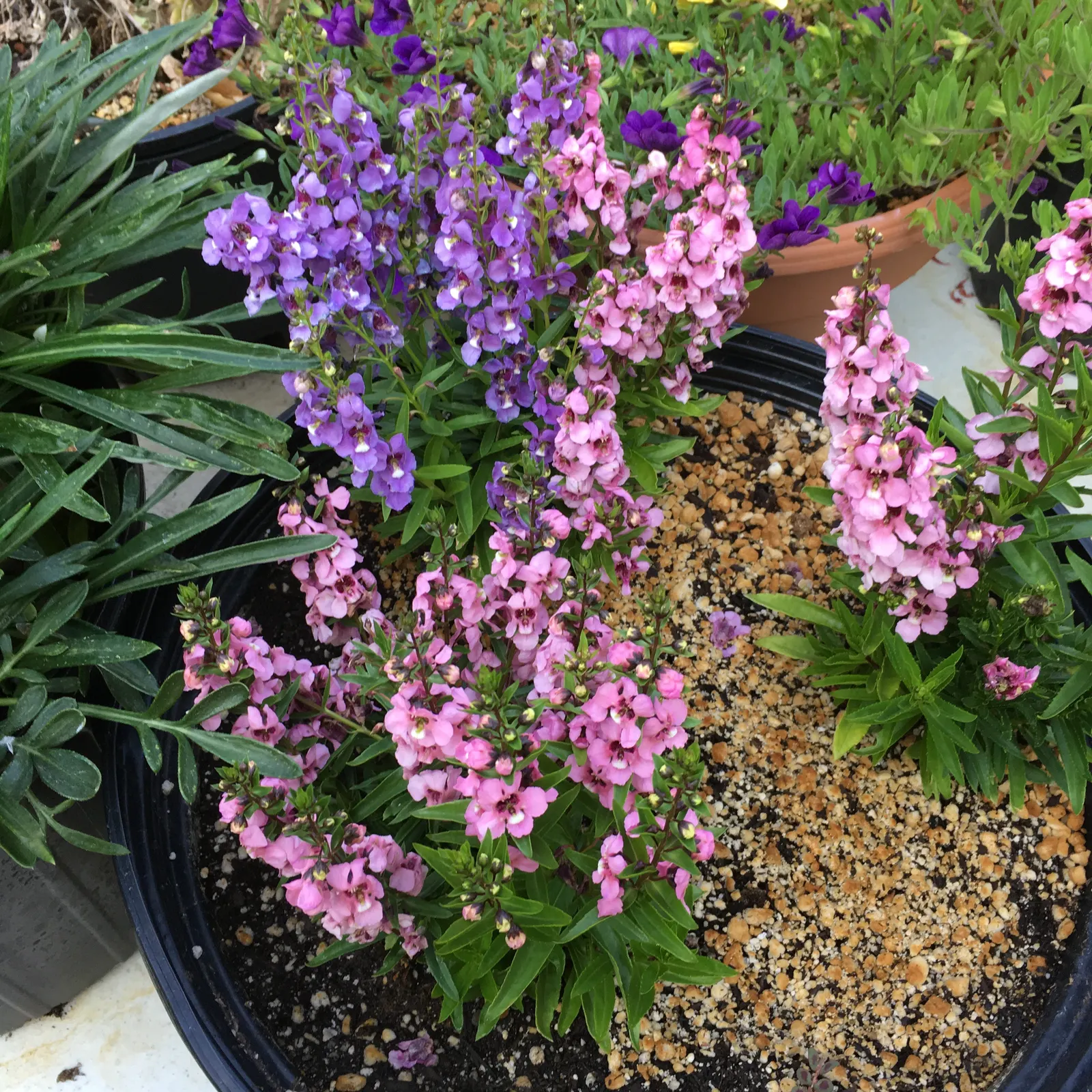 Summer Snapdragon (Angelonia Angustifolia) — is a resilient perennial admired for its vibrant spikes of snapdragon-like flowers