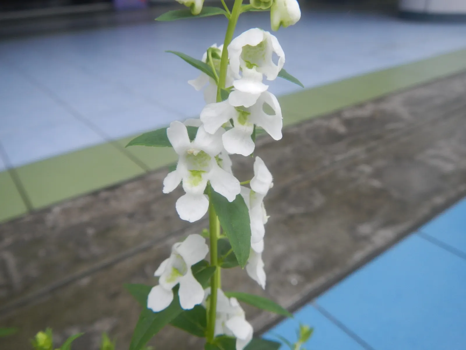 Summer Snapdragon (Angelonia Angustifolia) — is a resilient perennial admired for its vibrant spikes of snapdragon-like flowers; it often reaches a height of