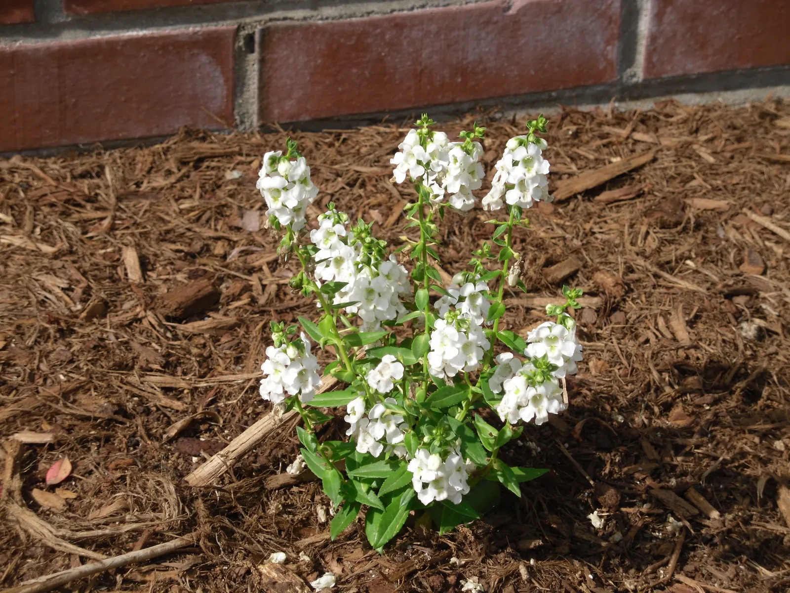 Summer Snapdragon (Angelonia Angustifolia) — tolerating high heat and humidity with grace