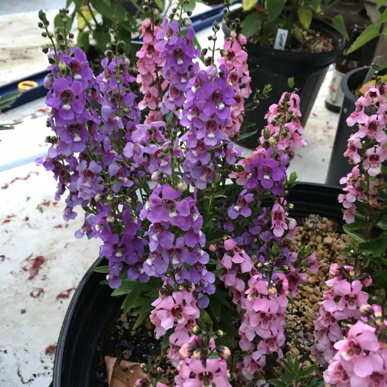 Summer Snapdragon (Angelonia Angustifolia) — these plants are low maintenance