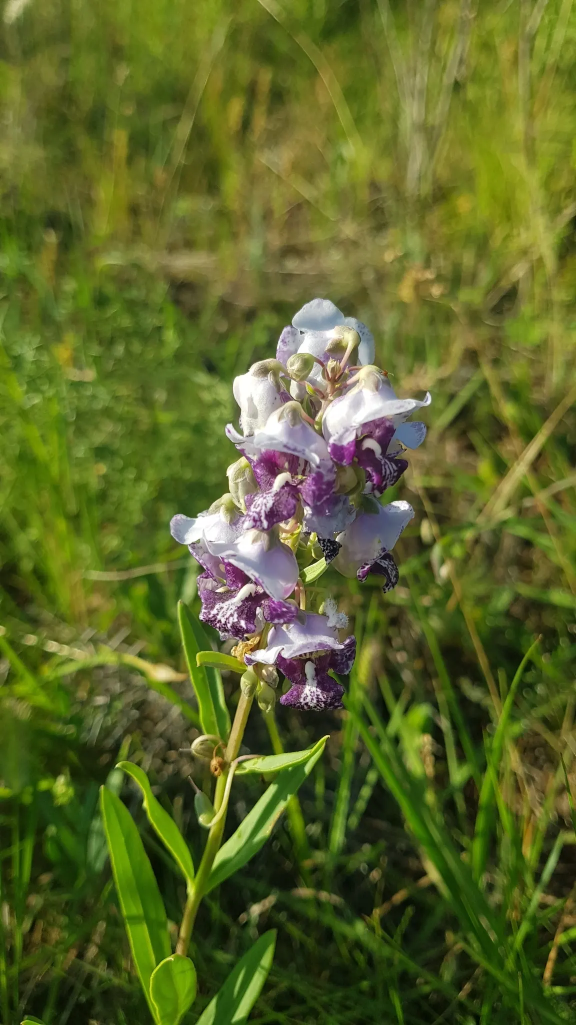 Summer Snapdragon (Angelonia Angustifolia) — is a delightful perennial appreciated for its continuous blooming and snapdragon-like flowers