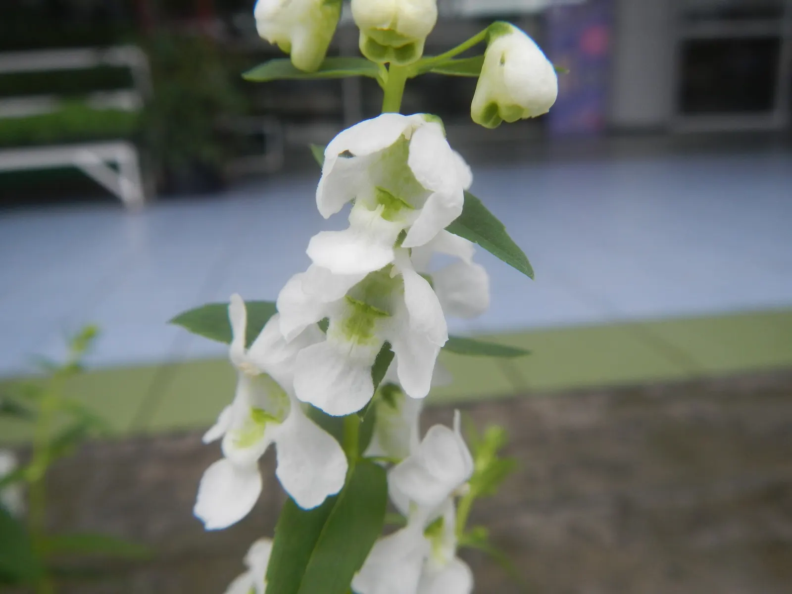 Summer Snapdragon (Angelonia Angustifolia) — commonly known as Summer Snapdragon; zones 9-11, reaching 12-18 inches in height and spreading 12 inches wide