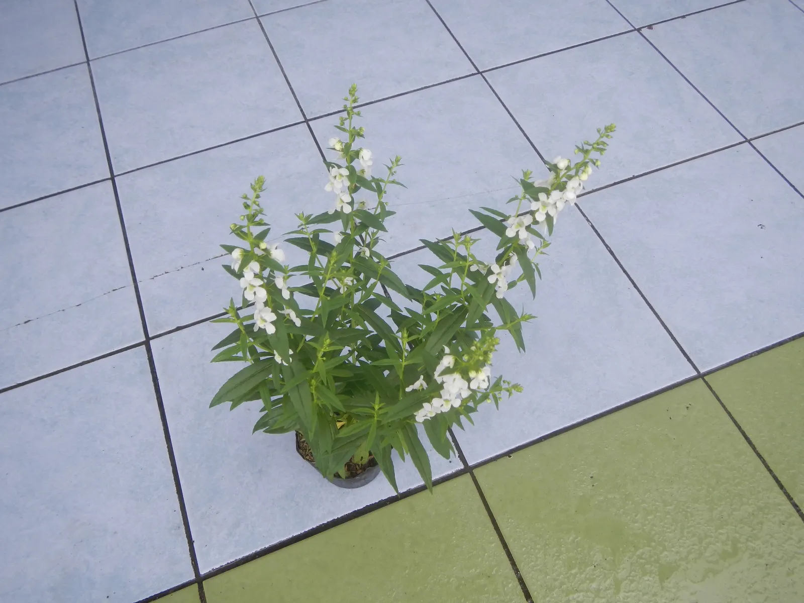 Summer Snapdragon (Angelonia Angustifolia) — annual for full or half