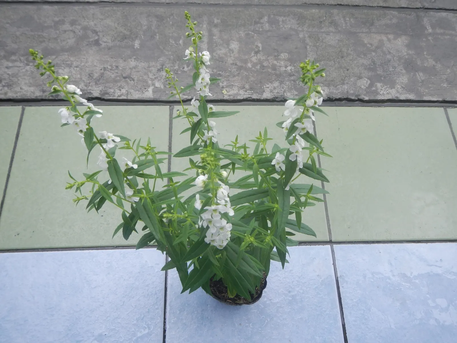 Summer Snapdragon (Angelonia Angustifolia) — which contributes to its tidy appearance throughout the season