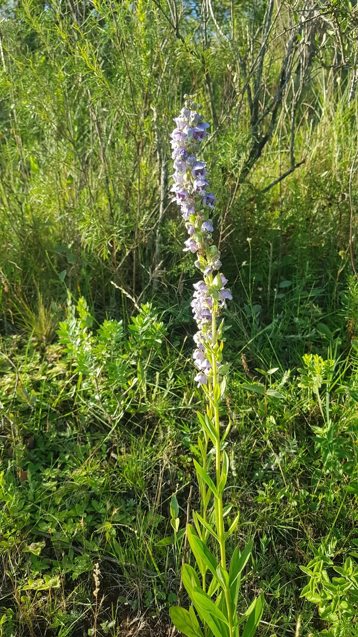 Summer Snapdragon (Angelonia Angustifolia) — it often reaches a height of 12 to 18 inches and can spread approximately 12 inches wide