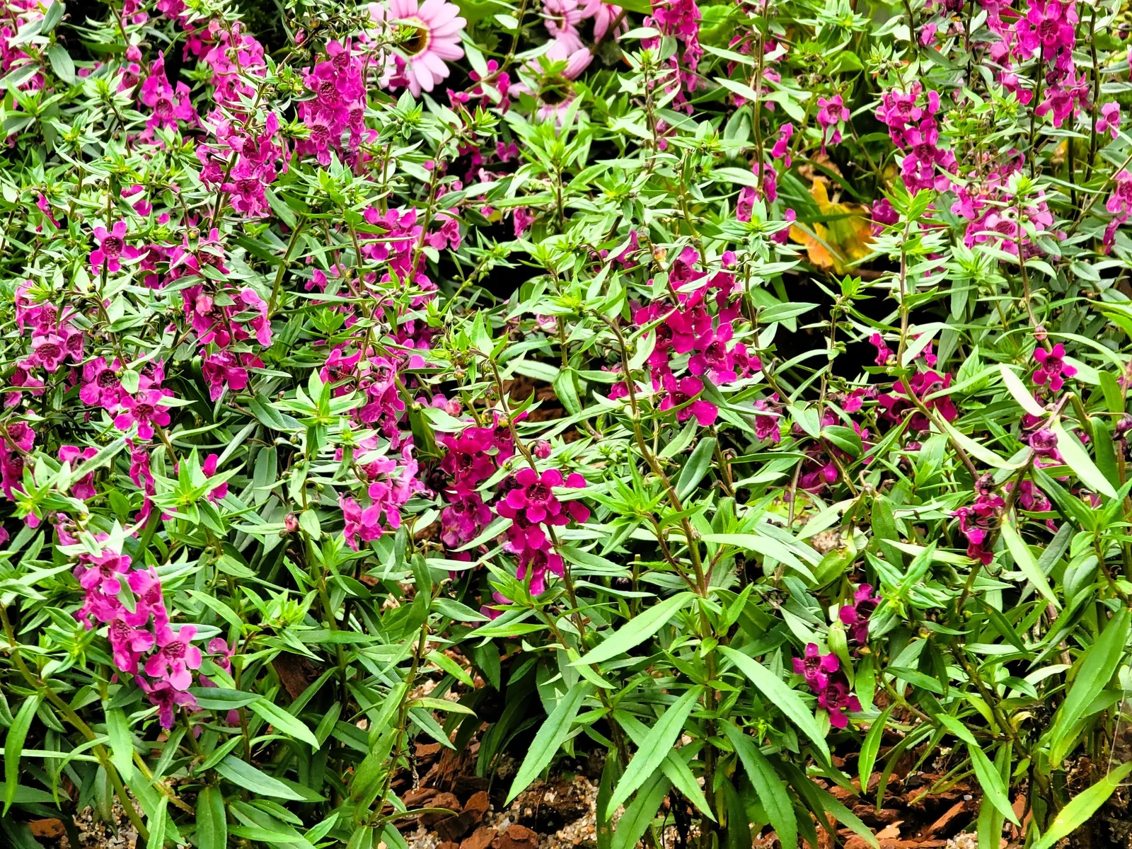 Summer Snapdragon (Angelonia Angustifolia) — annual with lavender and pink and purple and white blooms
