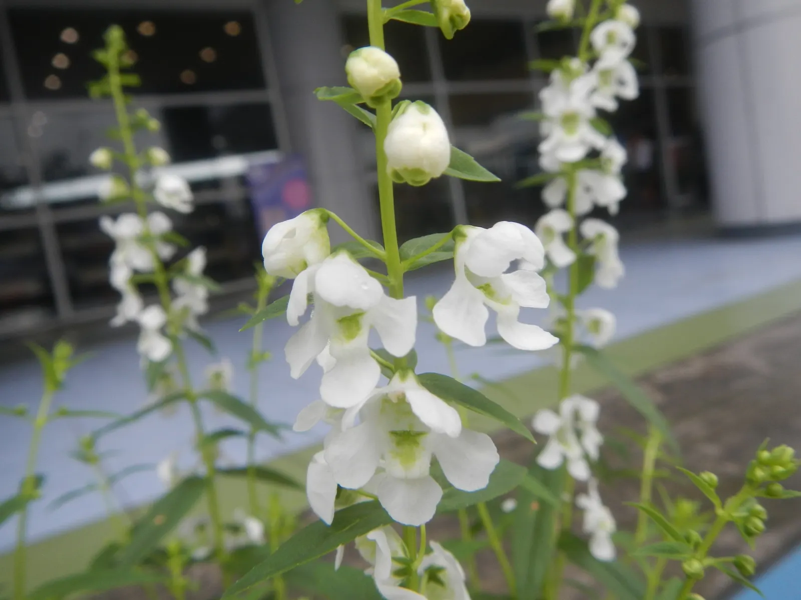 Summer Snapdragon (Angelonia Angustifolia) — adding life and movement to the garden space