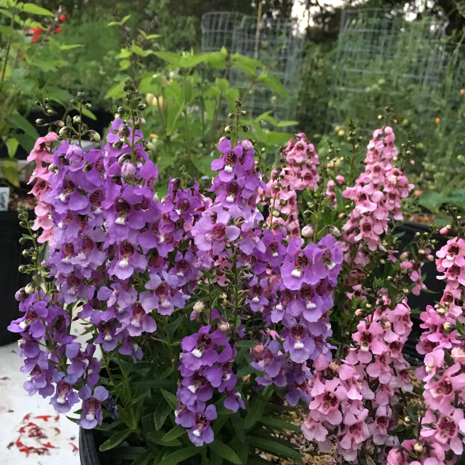 Summer Snapdragon (Angelonia Angustifolia) — adding a burst of color with minimal effort; tolerating high heat and humidity with grace