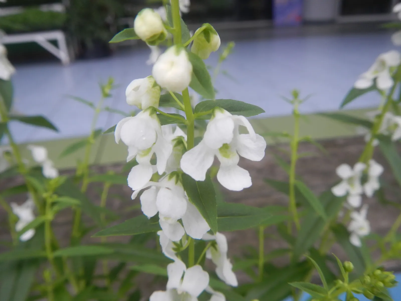 Summer Snapdragon (Angelonia Angustifolia) — adding a burst of color with minimal effort
