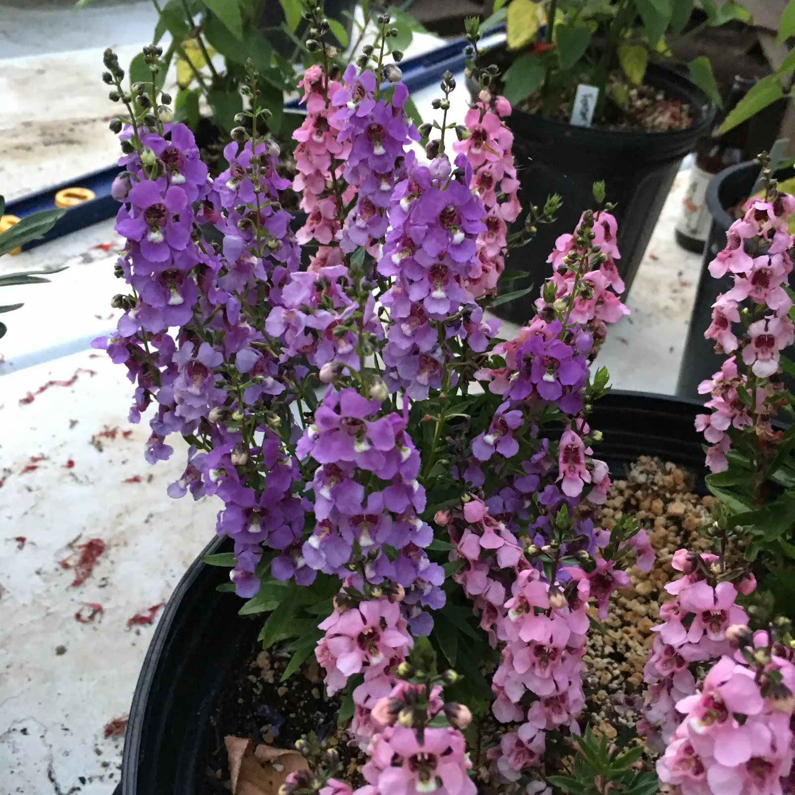 Summer Snapdragon (Angelonia Angustifolia) — commonly referred to as Summer Snapdragon; commonly known as Summer Snapdragon