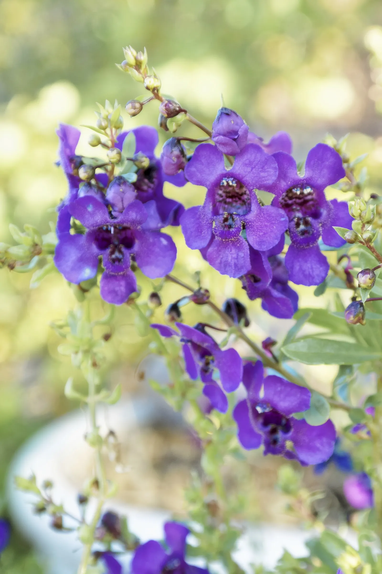 Summer Snapdragon (Angelonia Angustifolia) — offering a long season of visual appeal and a subtle