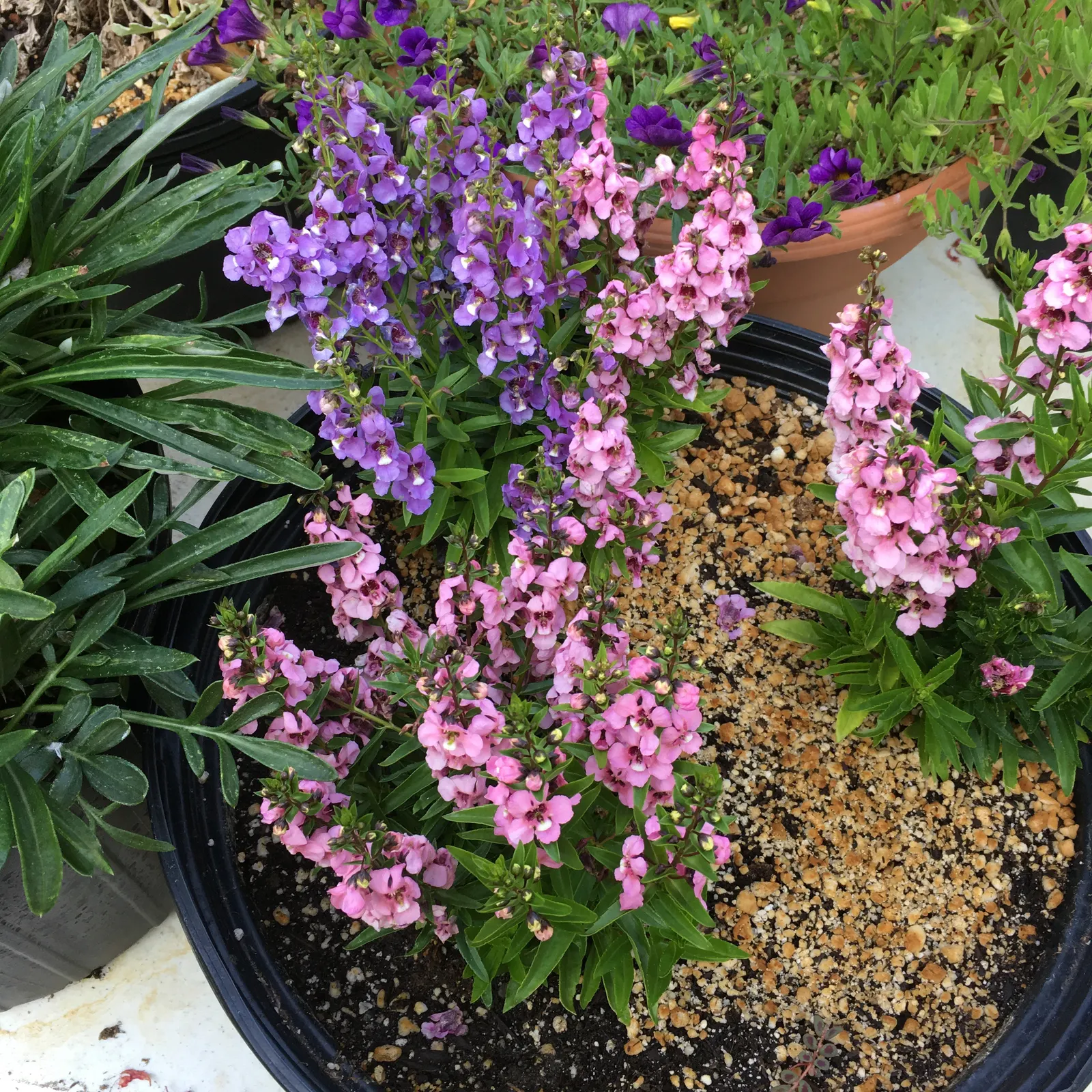 Summer Snapdragon (Angelonia Angustifolia) — Blooms are noted from late spring until the first frost