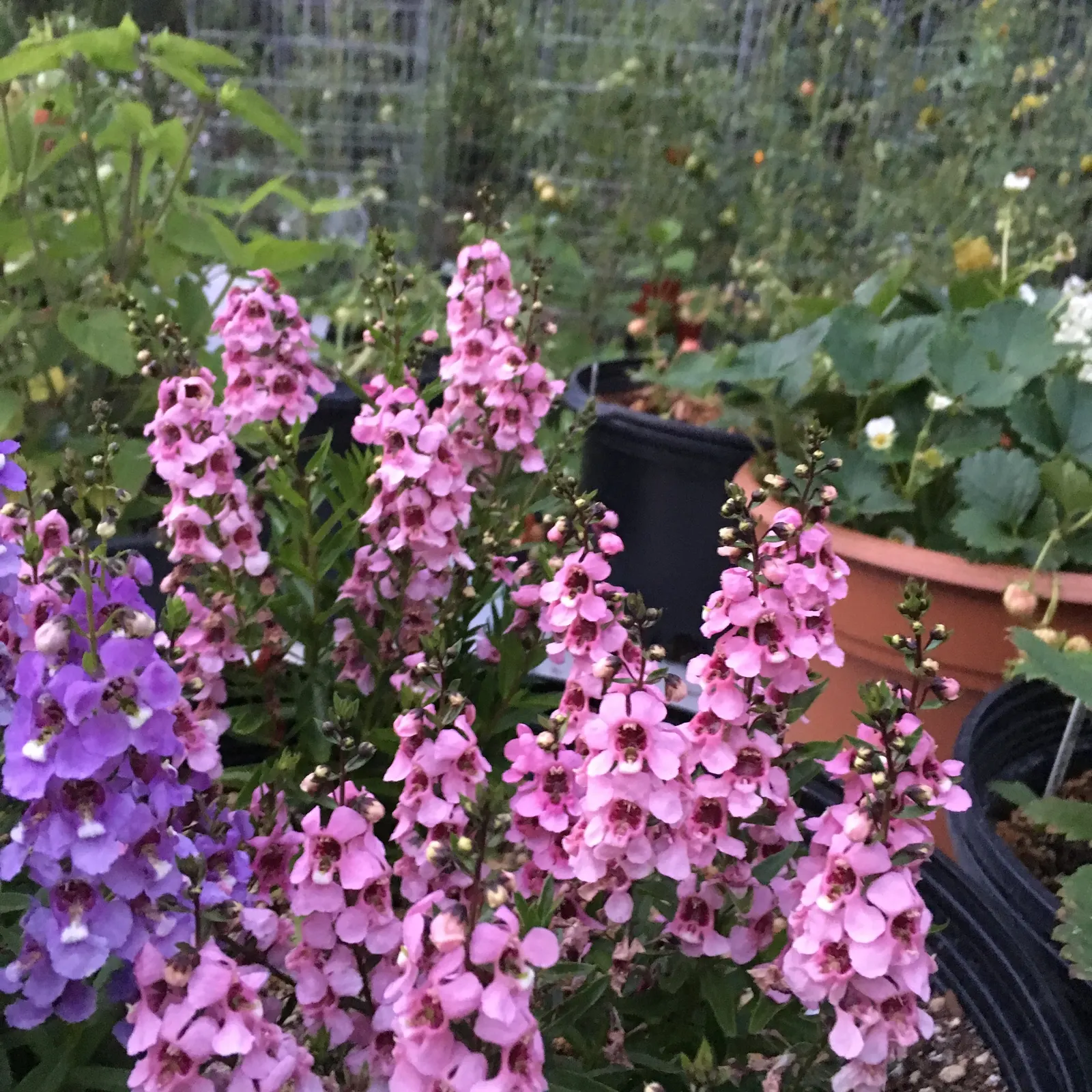 Summer Snapdragon (Angelonia Angustifolia) — commonly referred to as Summer Snapdragon