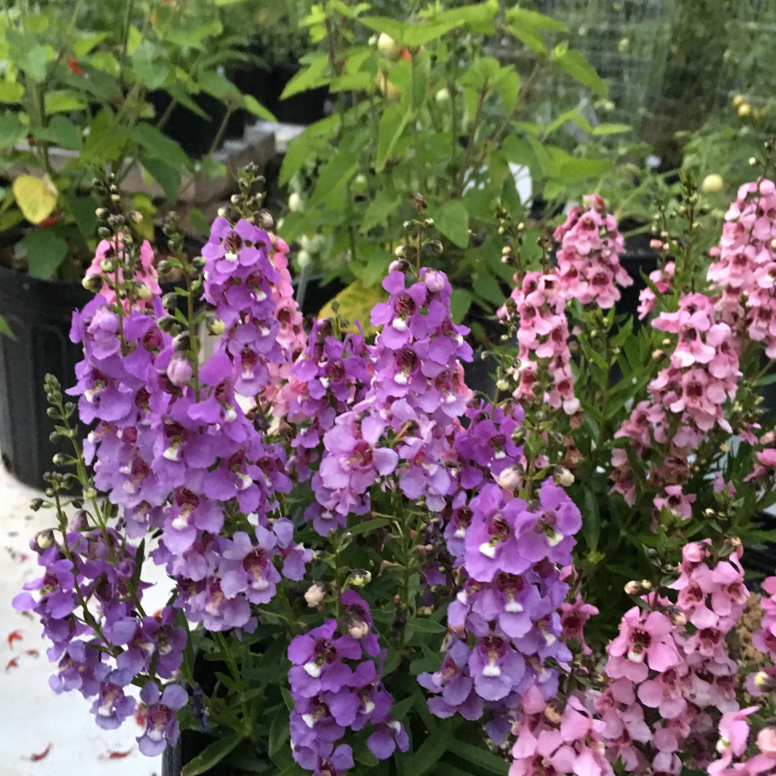 Summer Snapdragon (Angelonia Angustifolia) — It boasts a robust nature