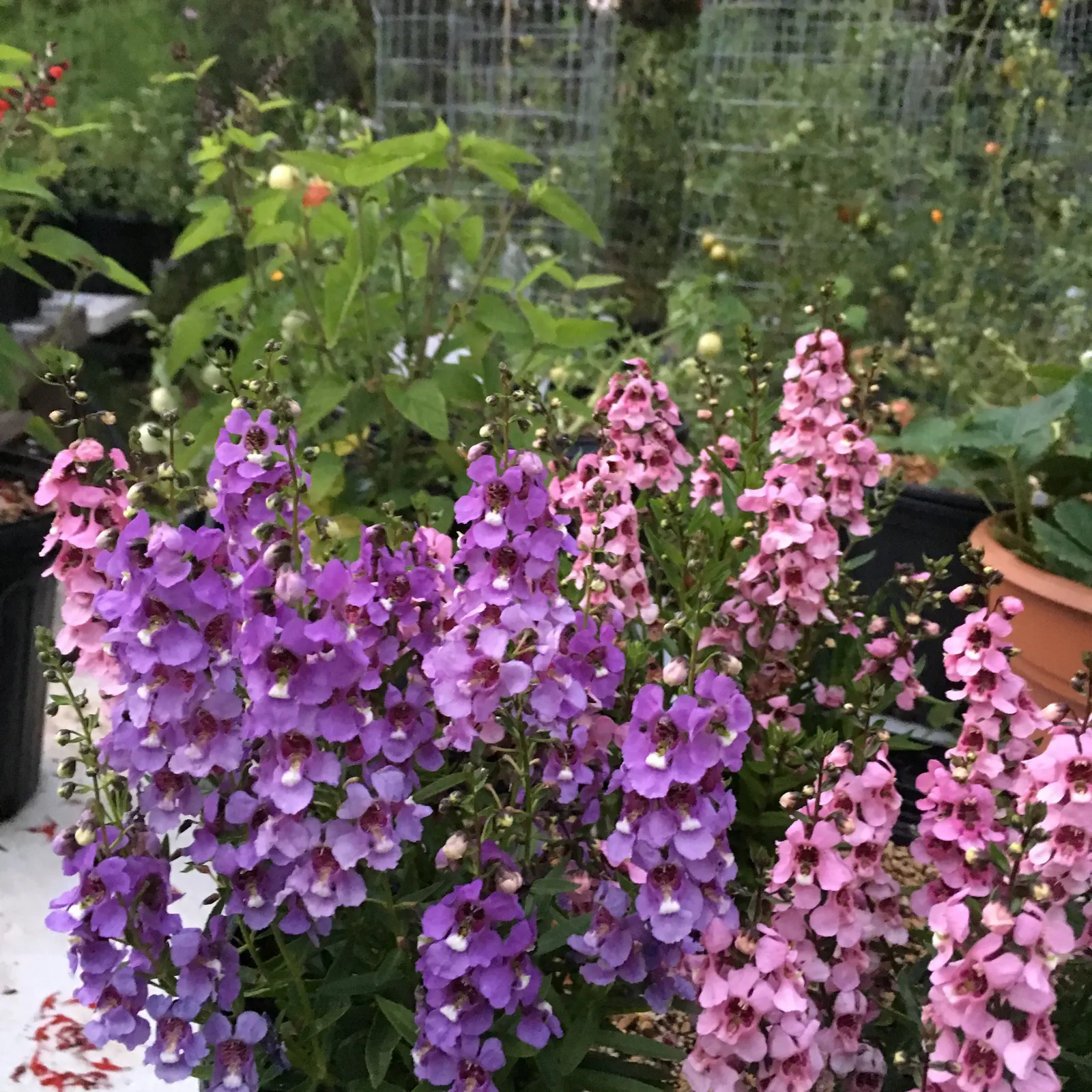Summer Snapdragon (Angelonia Angustifolia) — commonly known as Summer Snapdragon