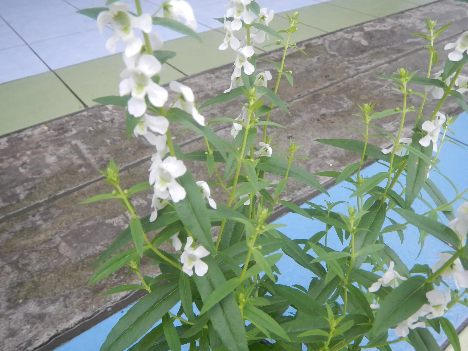 Summer Snapdragon (Angelonia Angustifolia) — This low-maintenance plant boasts a continuous bloom from late spring to early autumn