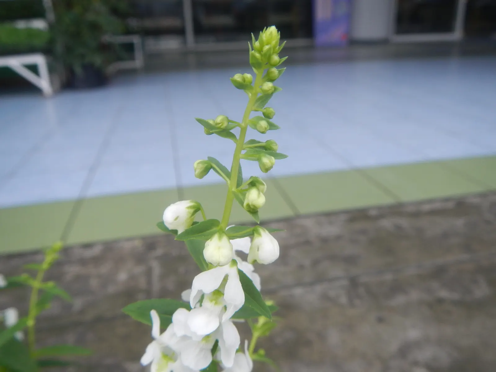 Summer Snapdragon (Angelonia Angustifolia) — Ideal for borders or containers, it requires well-drained soil to prosper
