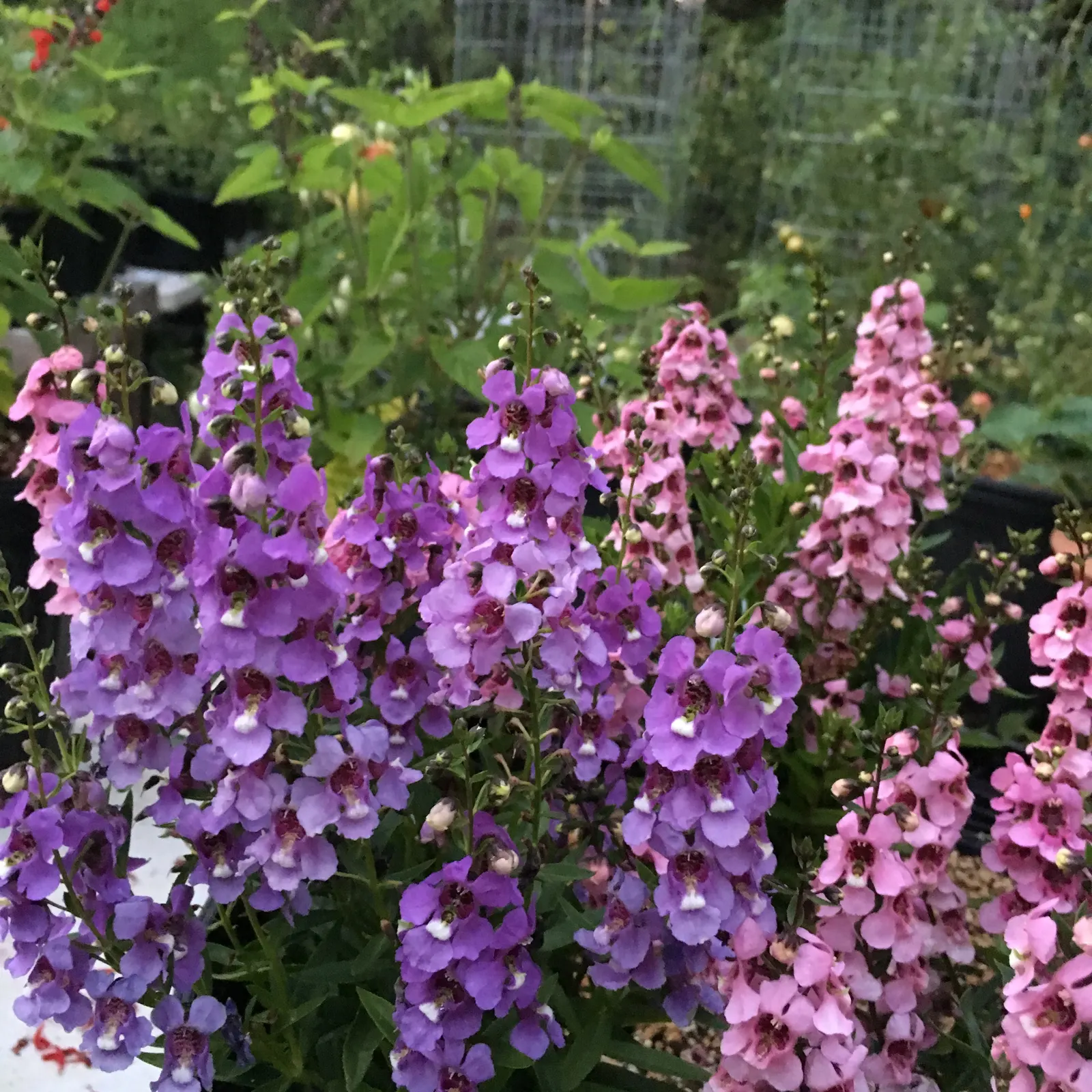 Summer Snapdragon (Angelonia Angustifolia) — Ideal for borders or containers, it requires well-drained soil to prosper; deadheading is not necessary